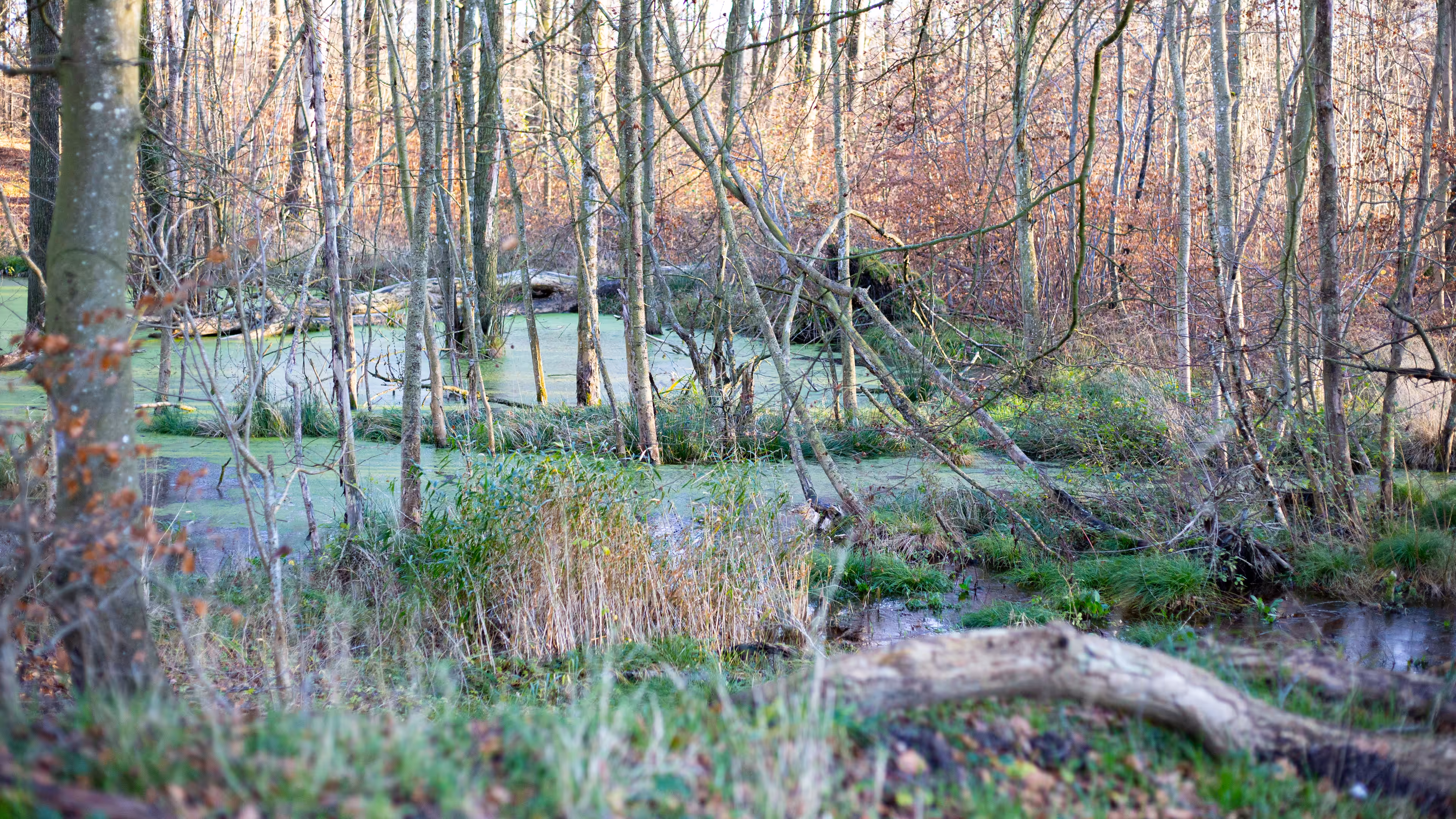 Imagination Swamp. Tribute to Attitude Apoteket