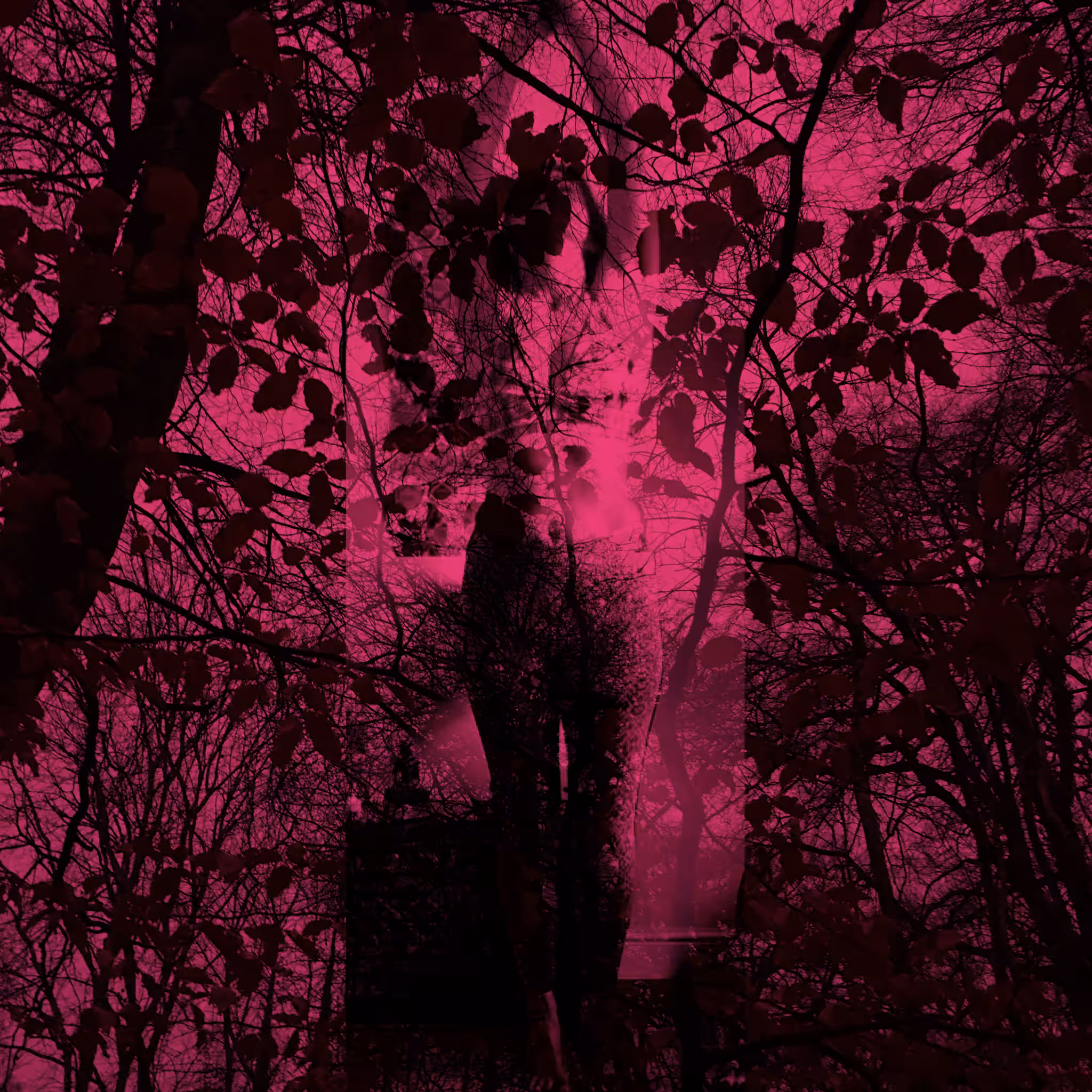 Dark Forest #4