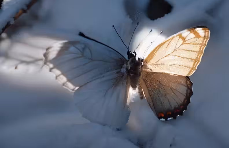metamorphosis