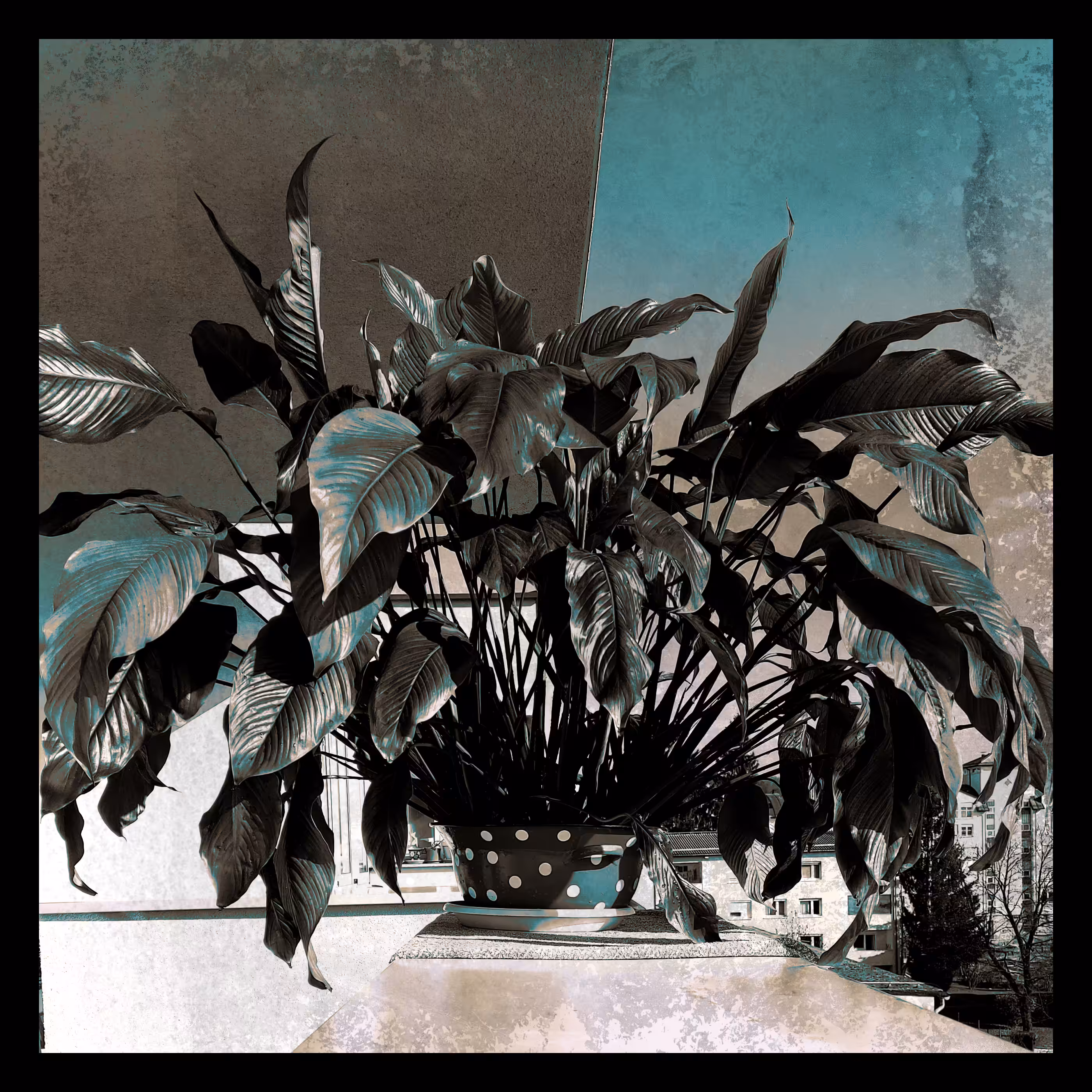 Peace Lilly, the Quiet Dominion