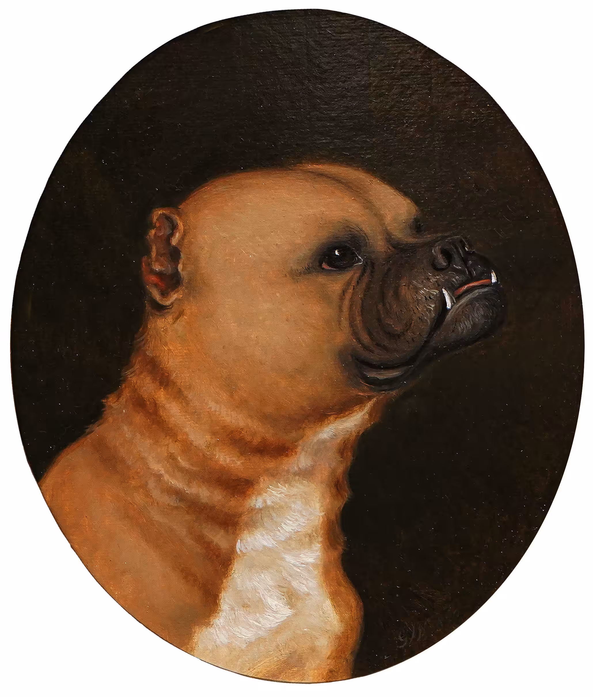 A Snarling Hunting Dog Facing Right