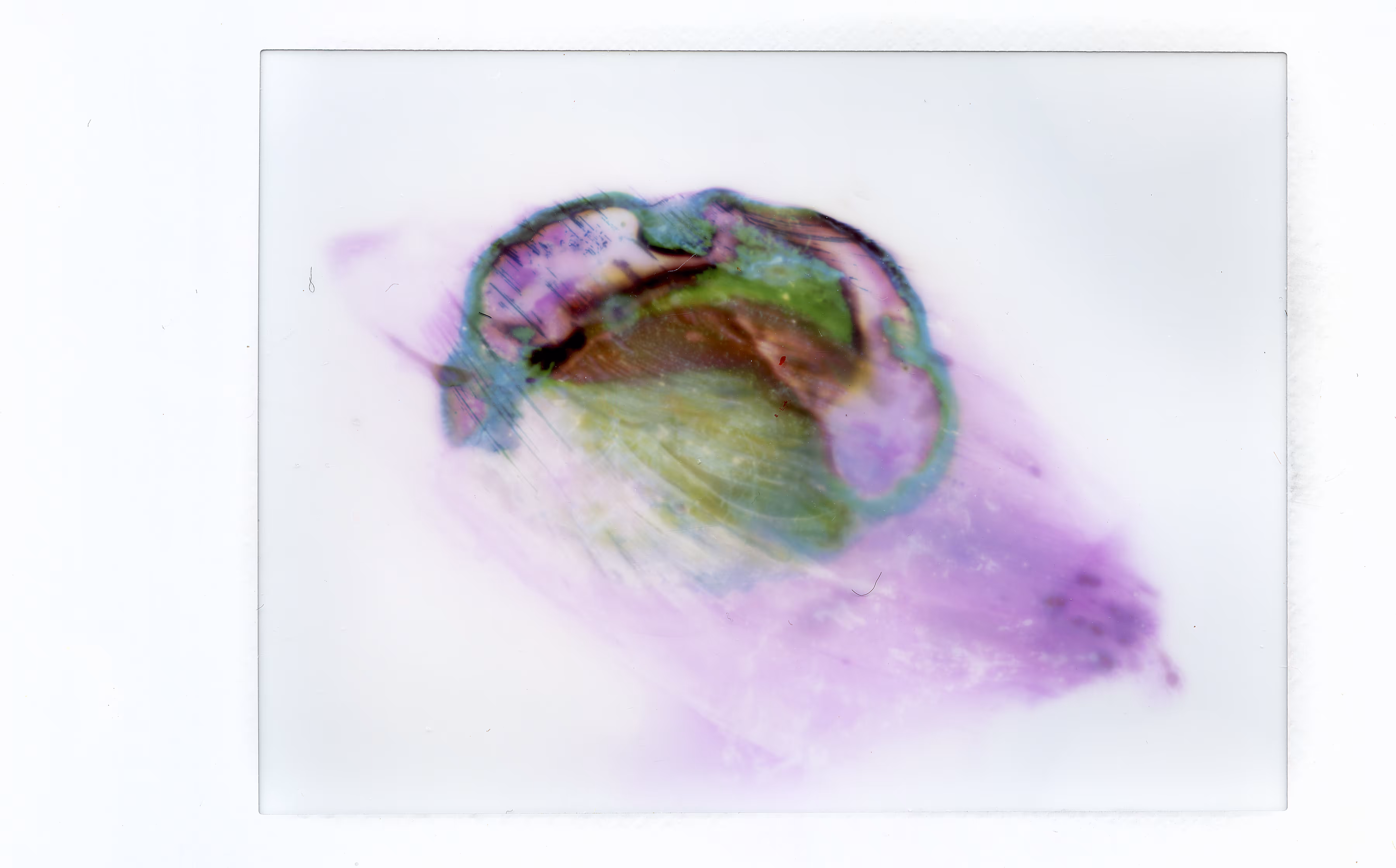 Polaroids #31