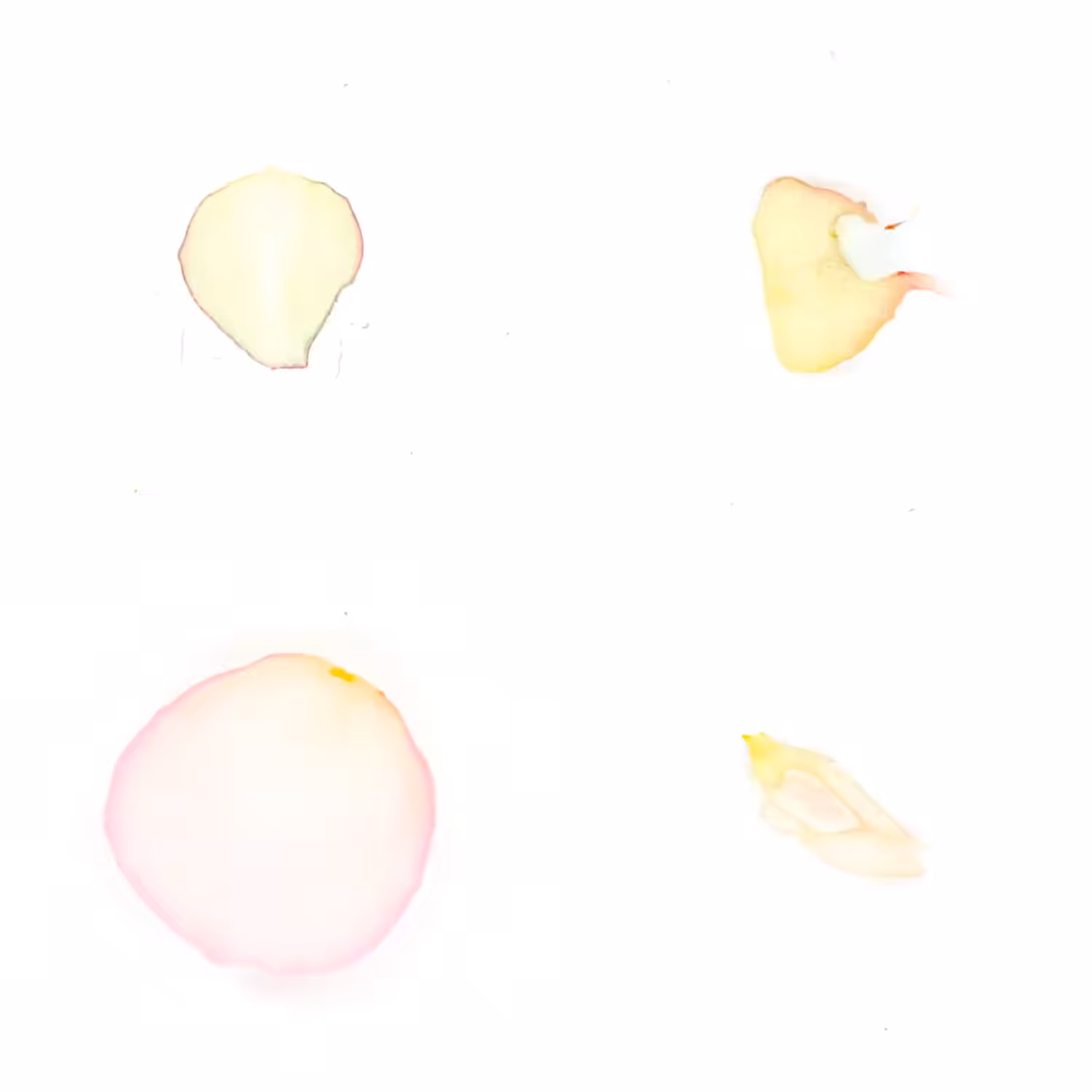 Infinite Petals 2x2#3695