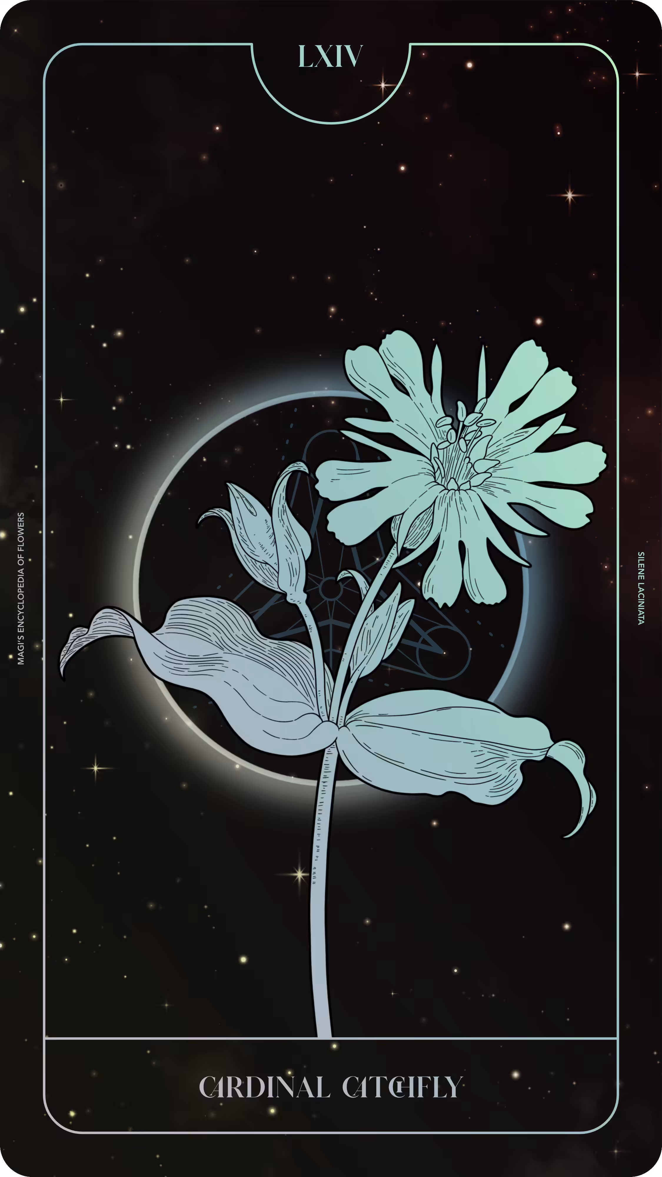 Magi's Encyclopedia of Flowers: 064 Cardinal Catchfly