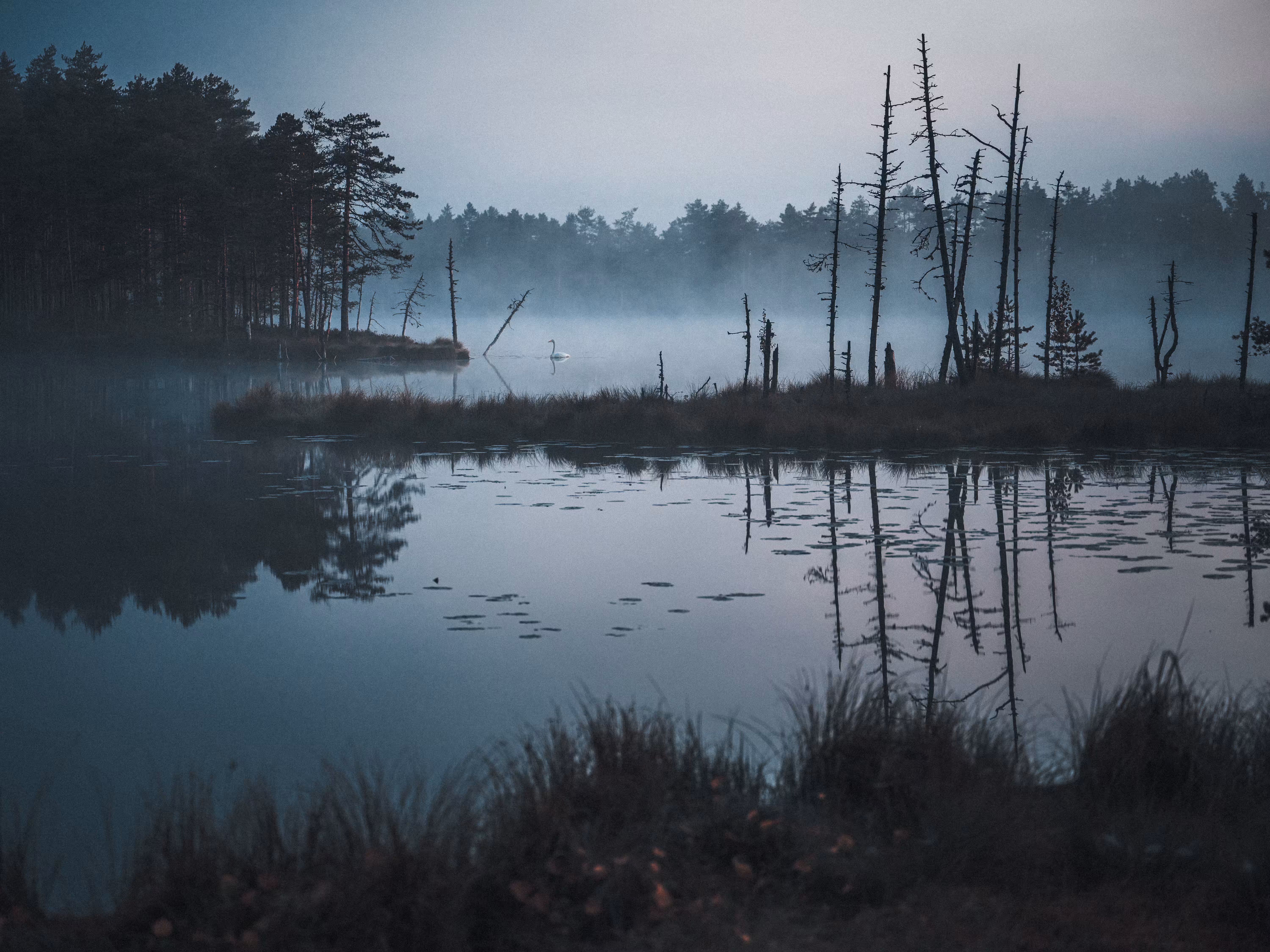 HARMONIA: Elegance in the Mist