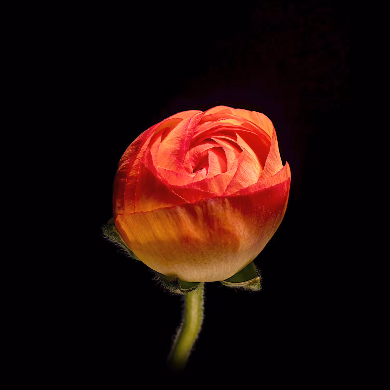Bloom