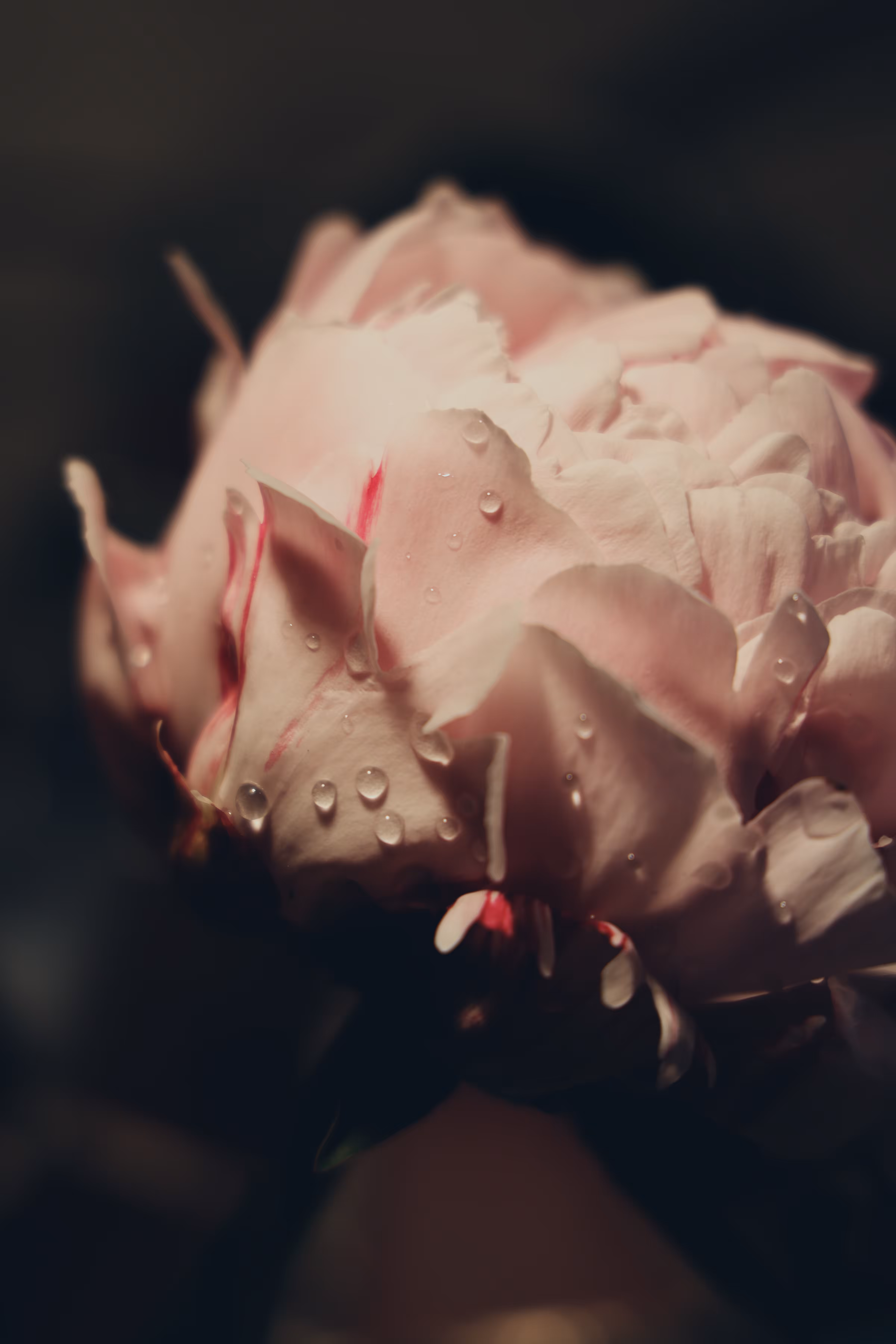 _brief beauty