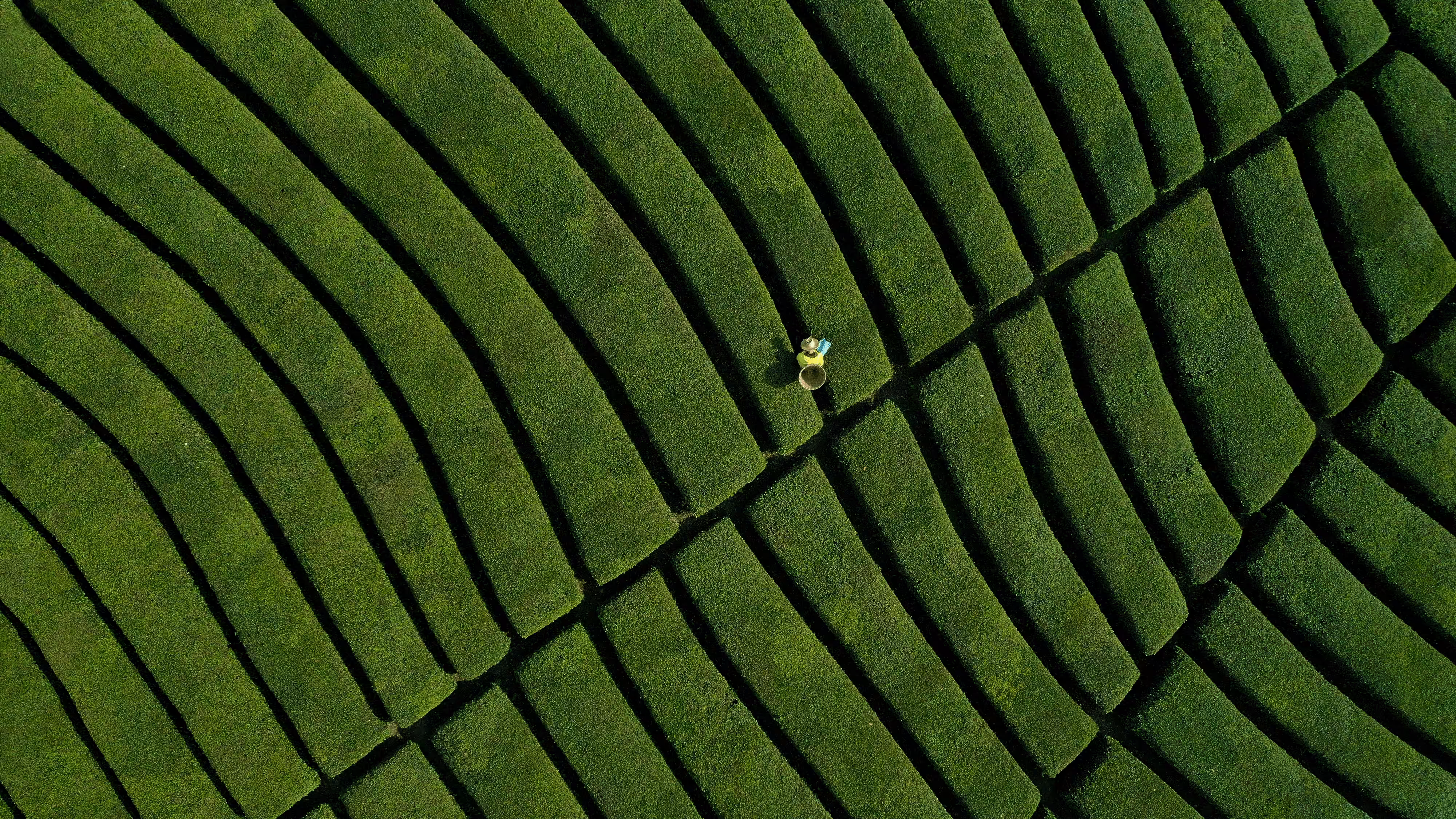 Tea Garden