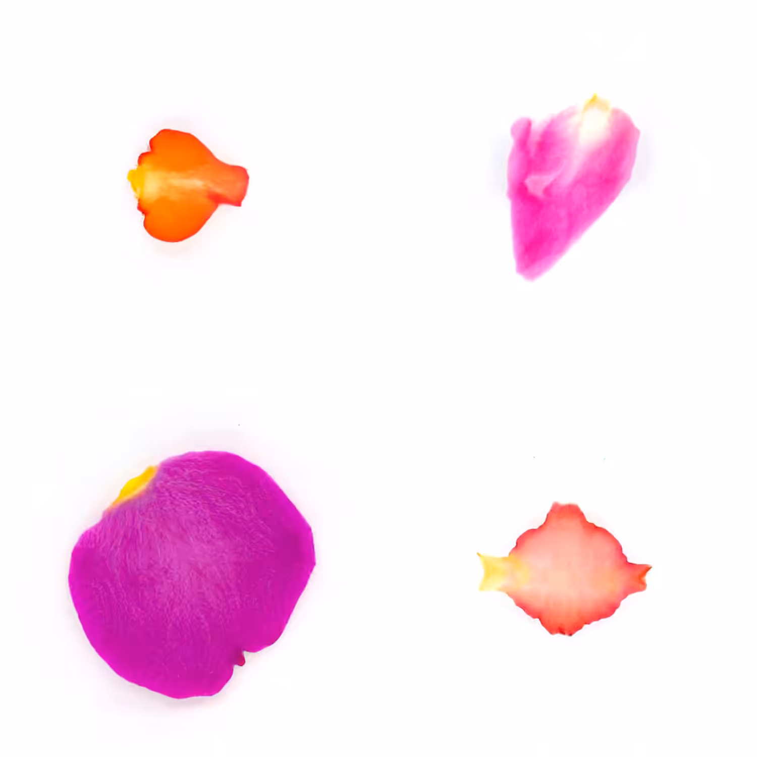 Infinite Petals 2x2#3451