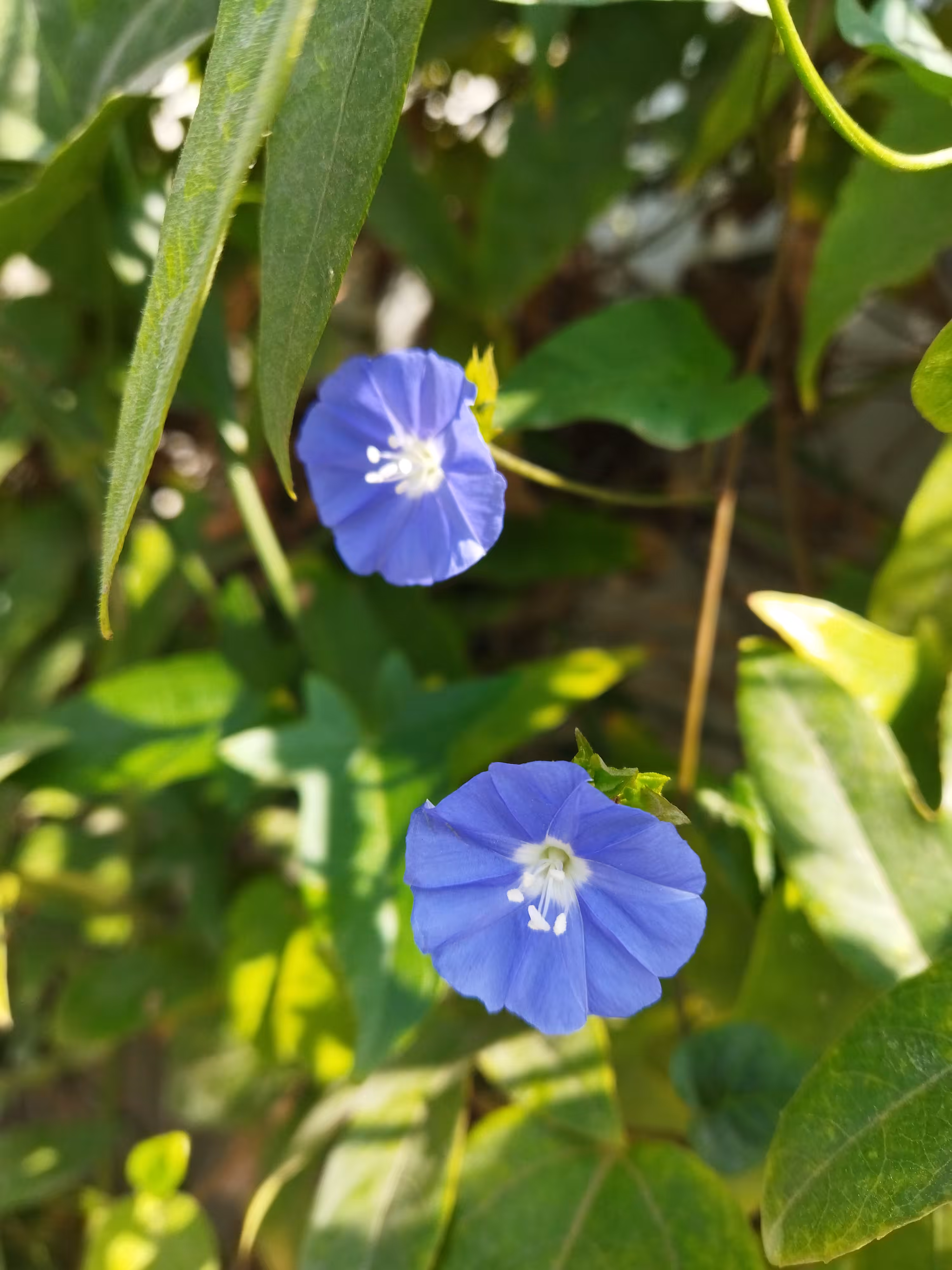 Shaggy Dwarf Morning Glory 