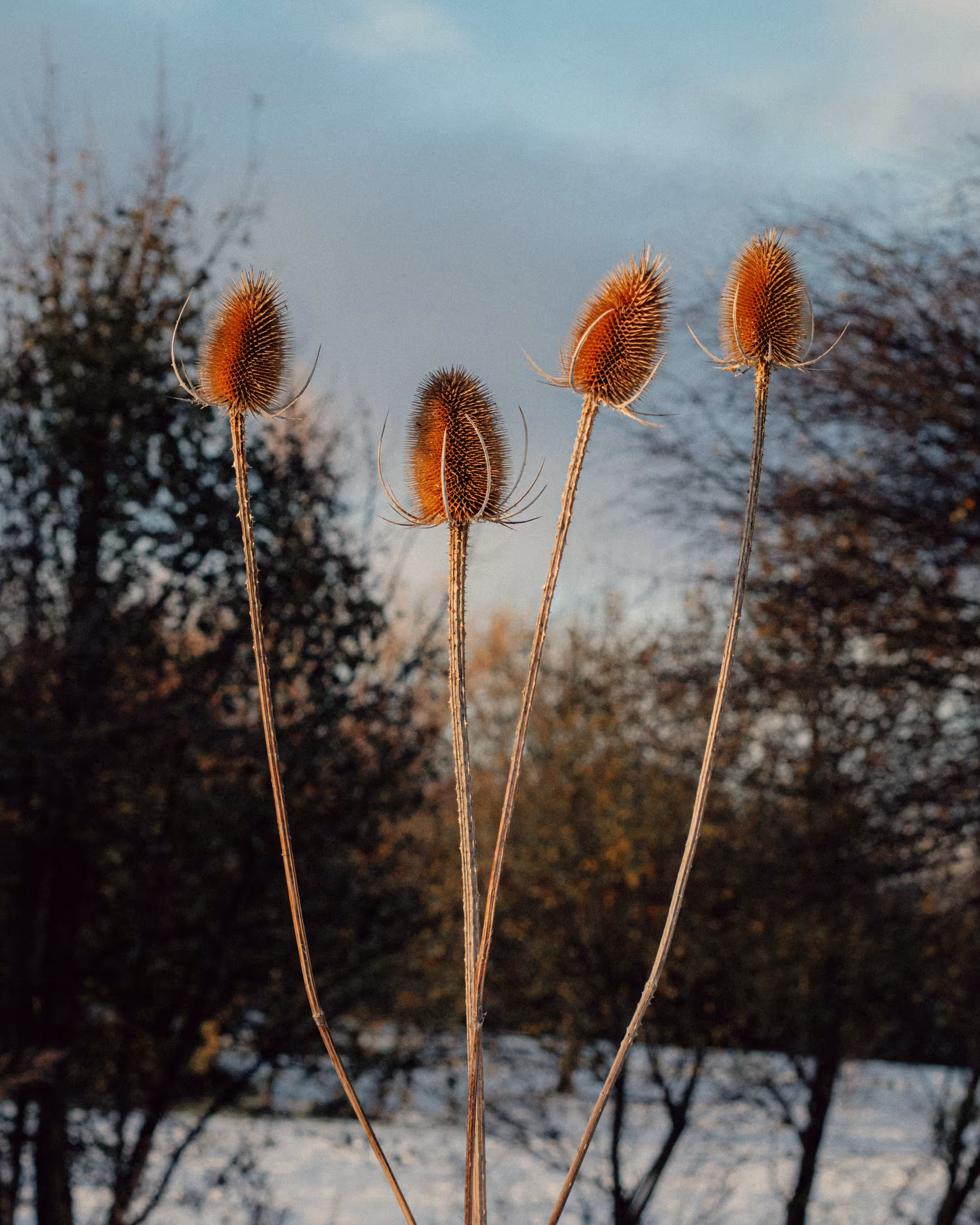 Winter Flowers #15
