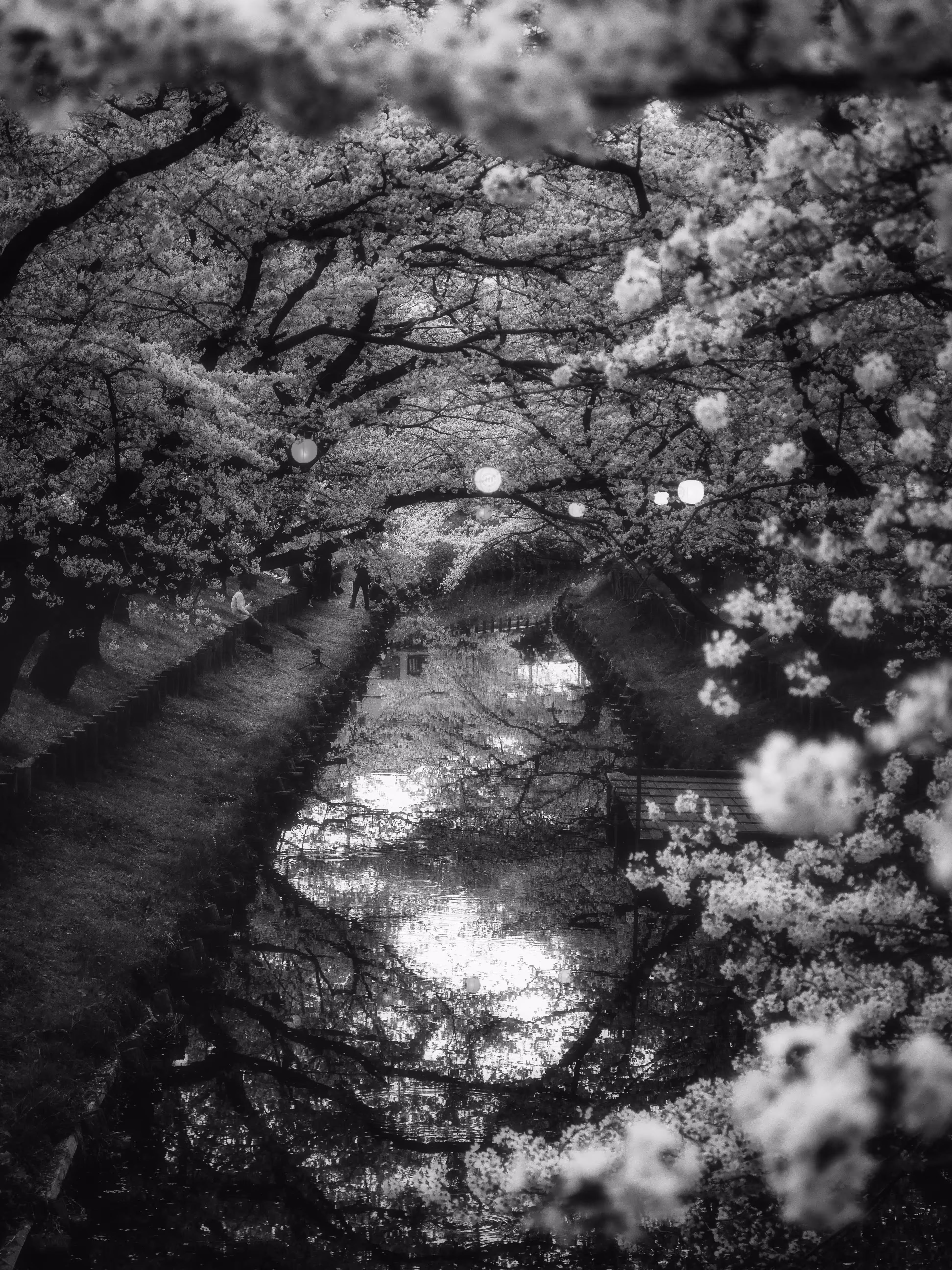 Sakura Portal