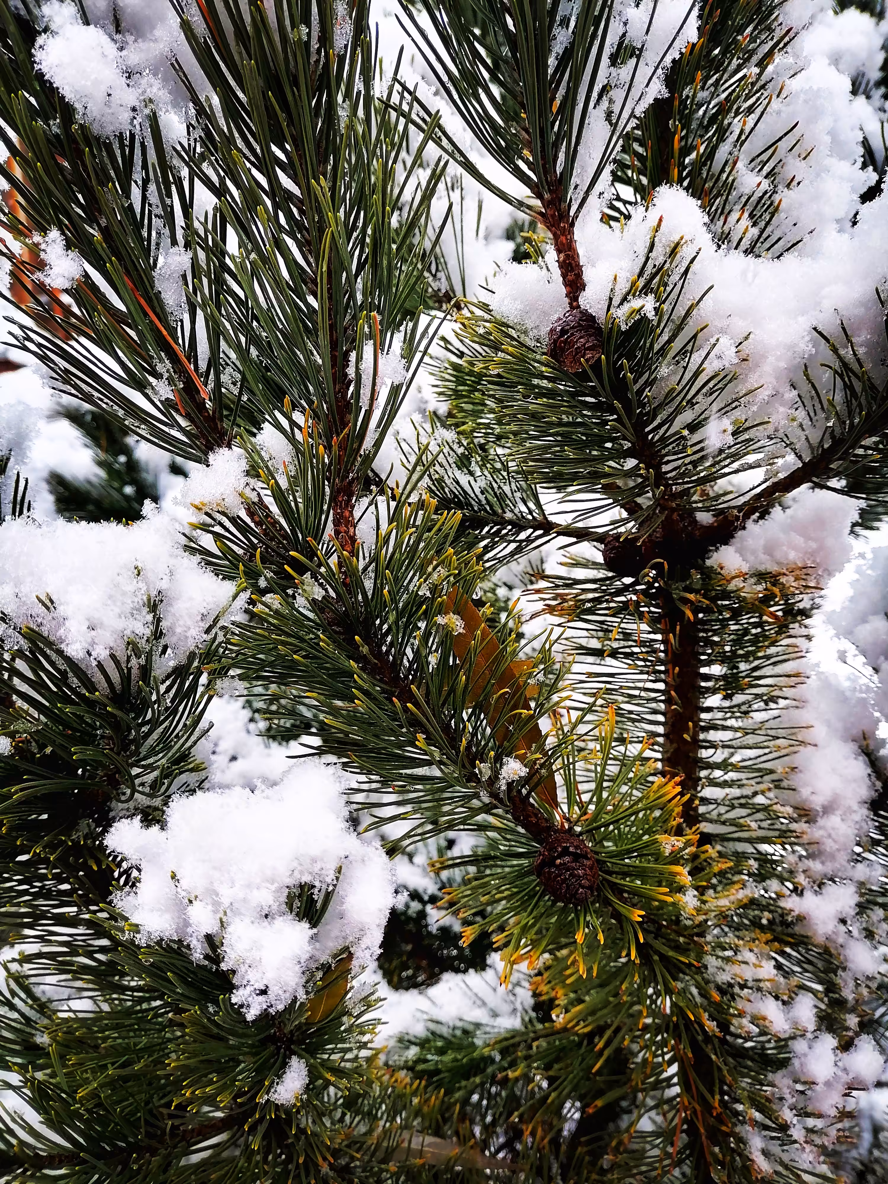 Pine in the snow