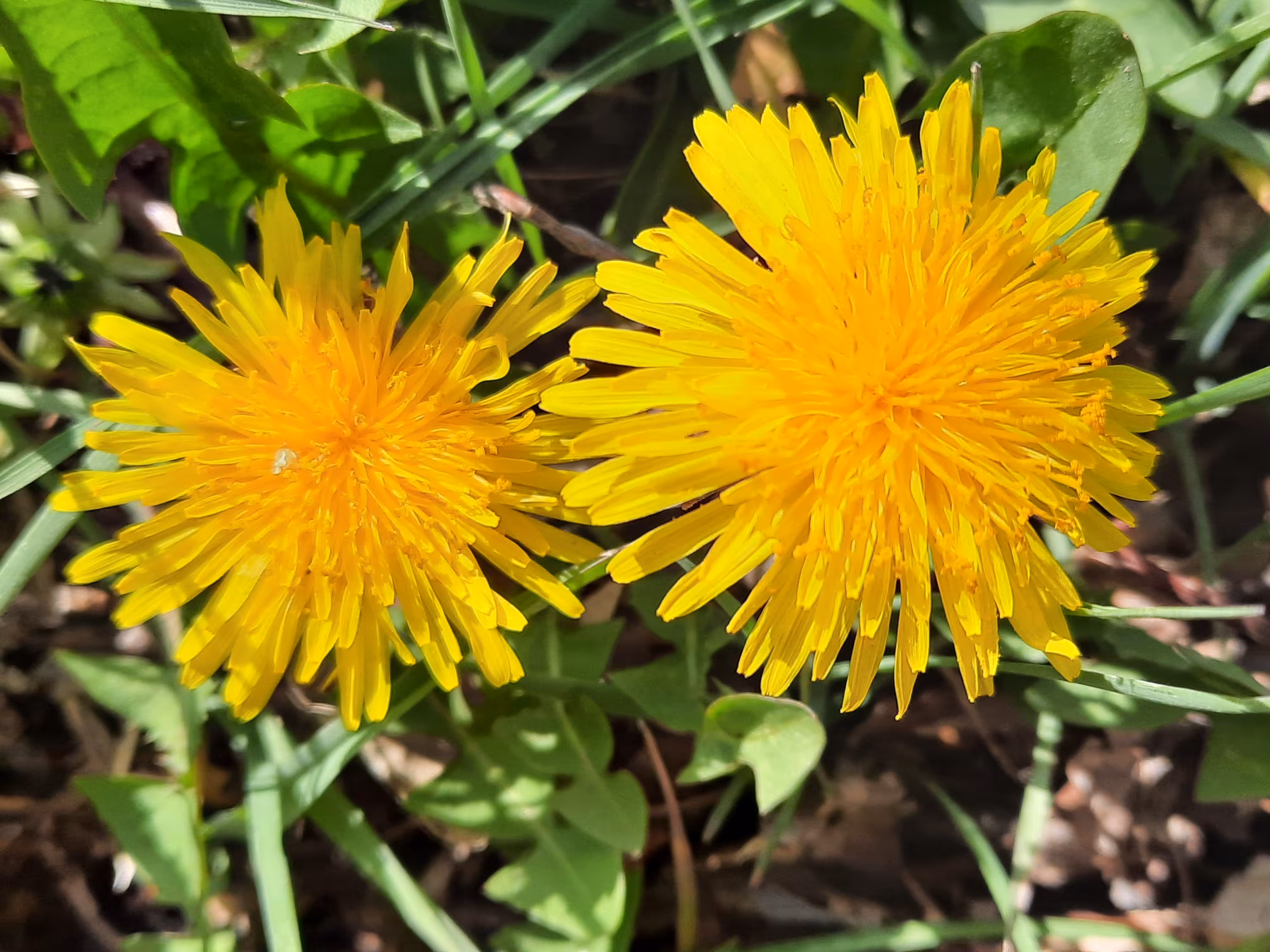 flowers twins 