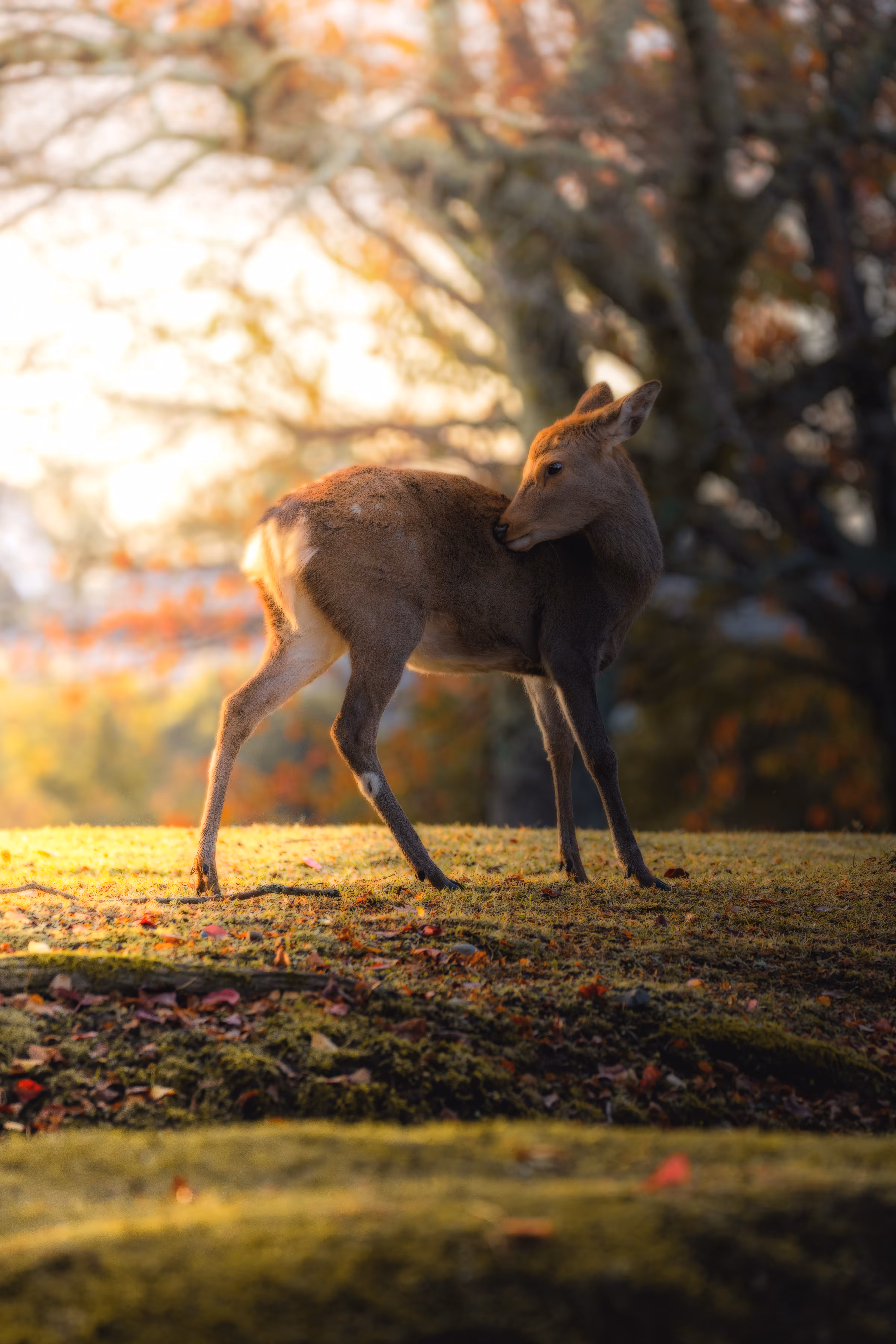 A fawn on the autumn carpet