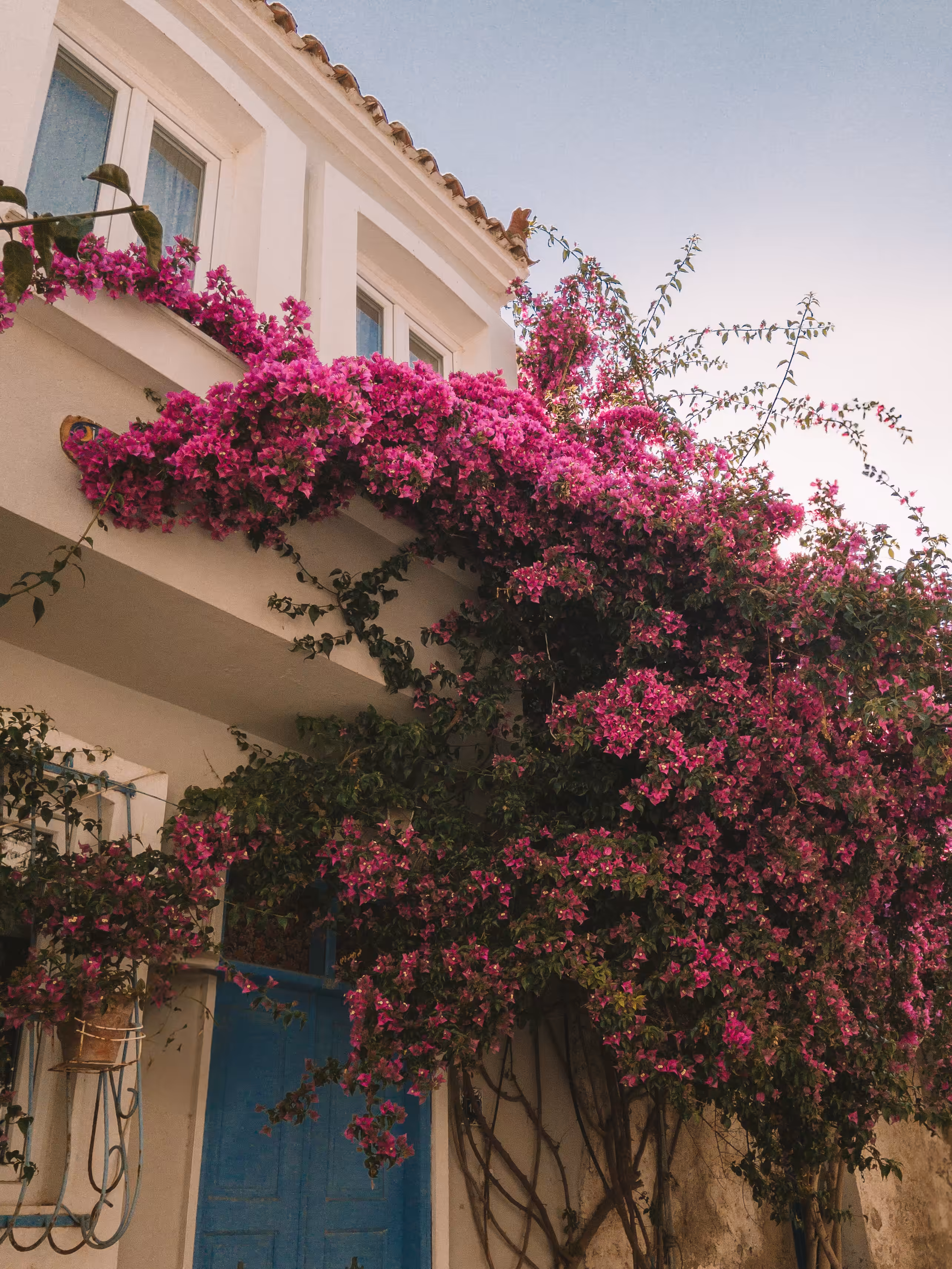 Pink Flower