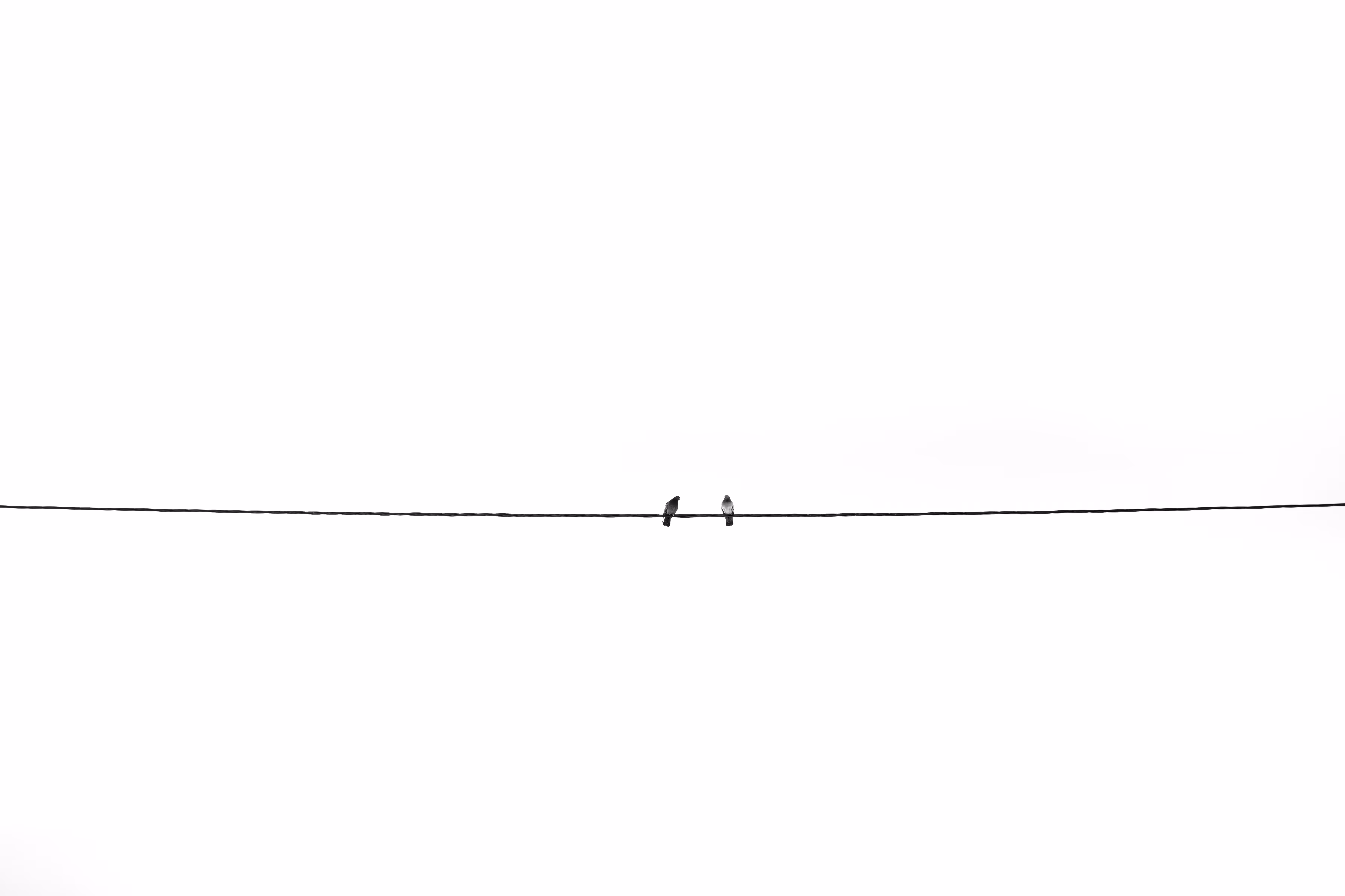 Minimal #30 - Birdies