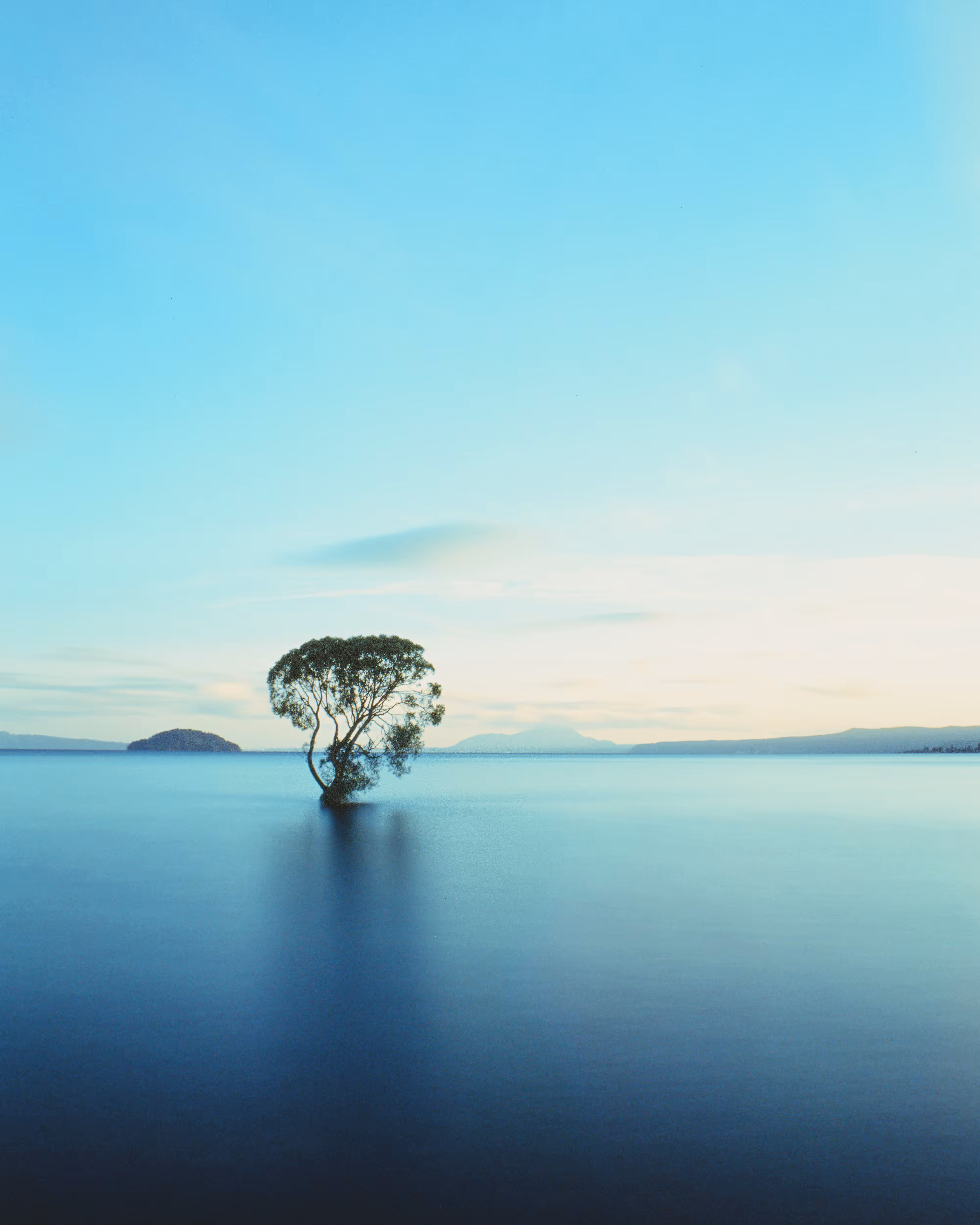 That Taupo Tree #4