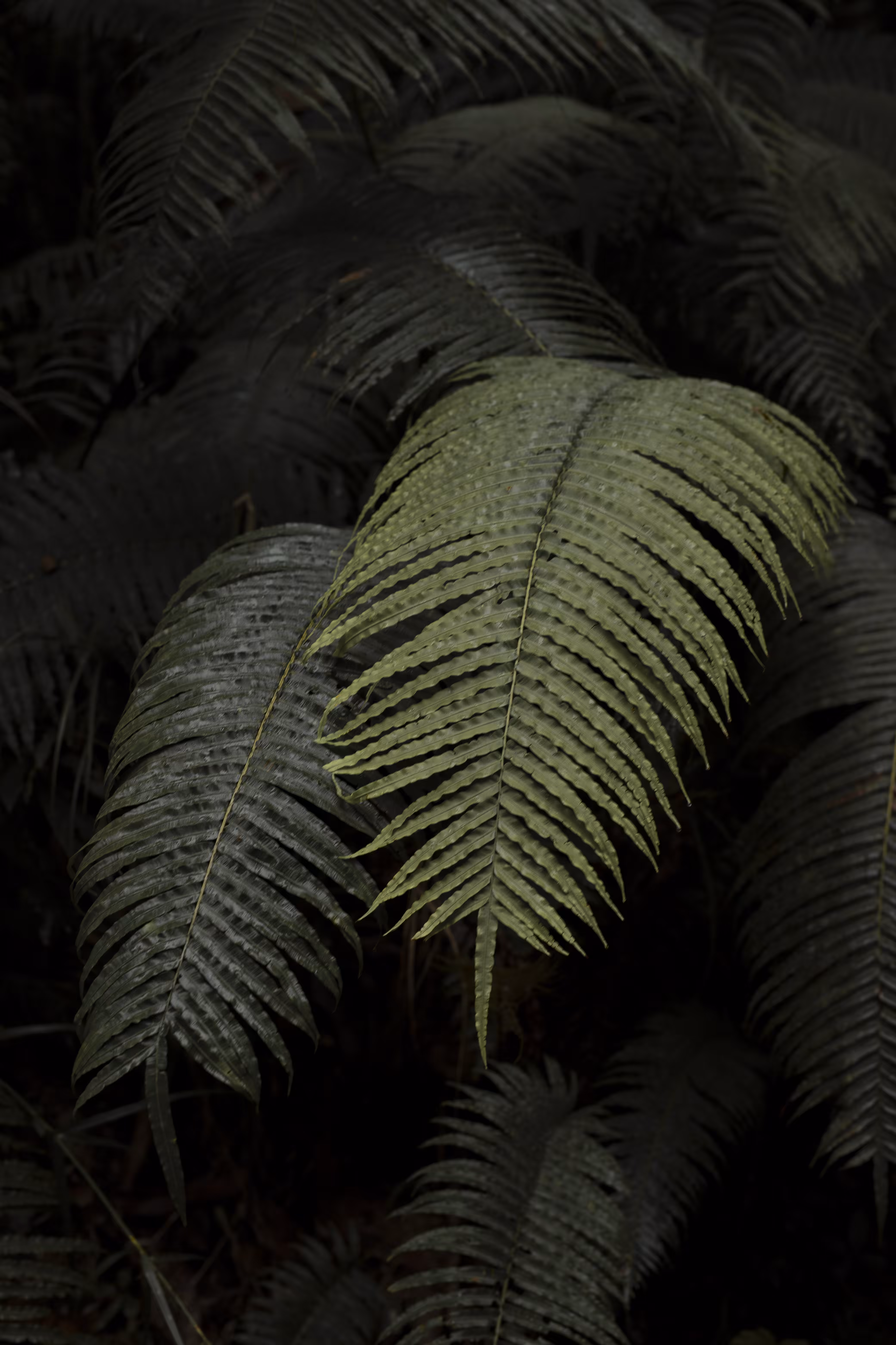 Wild Fern
