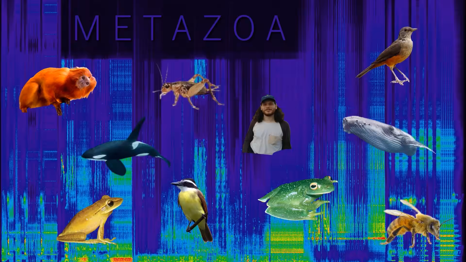METAZOA