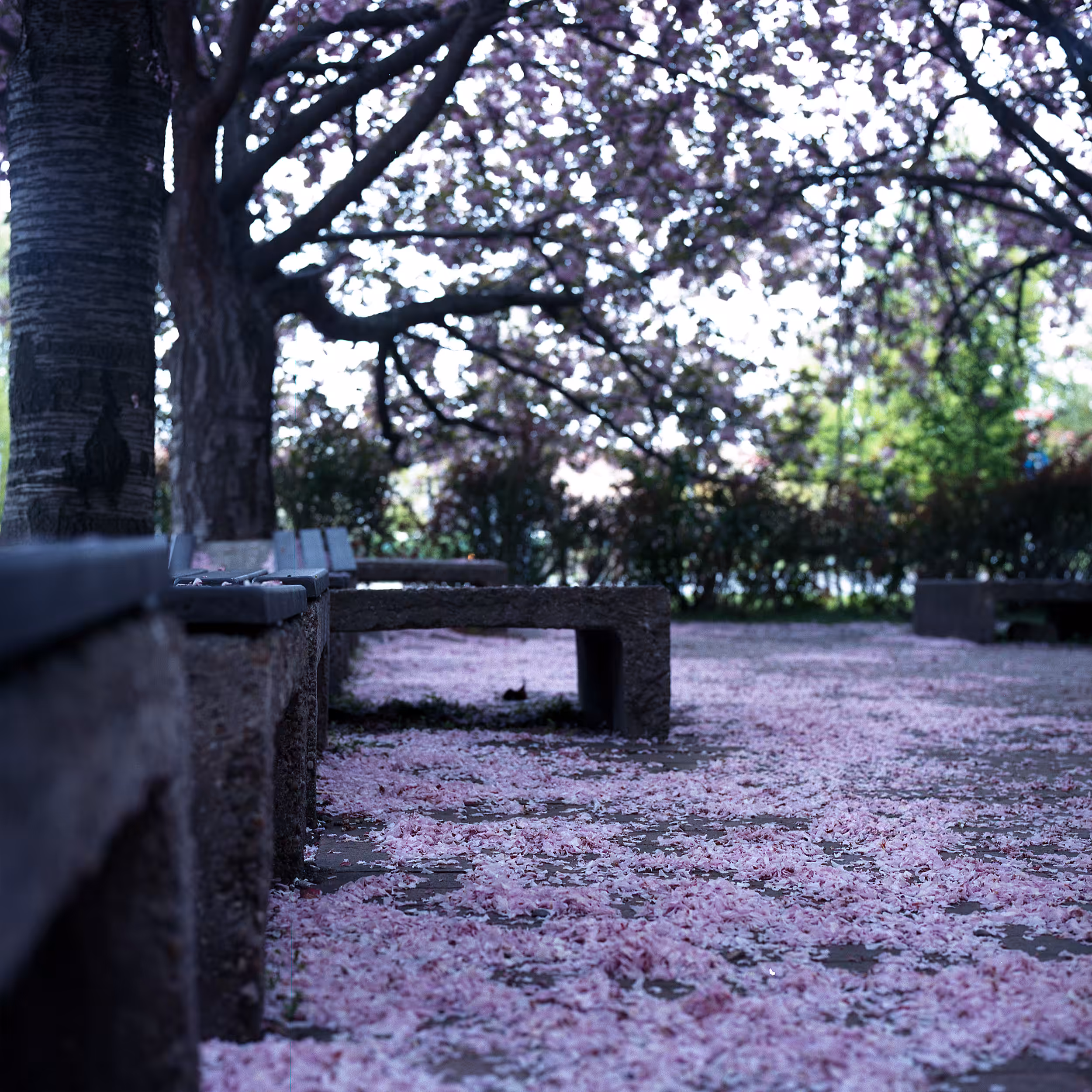 Fleeting beauty