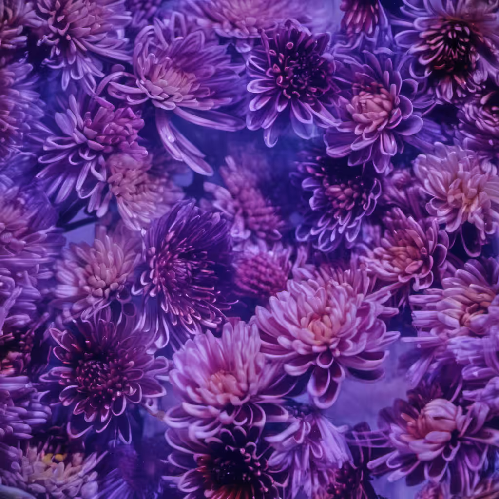 Bloom #16