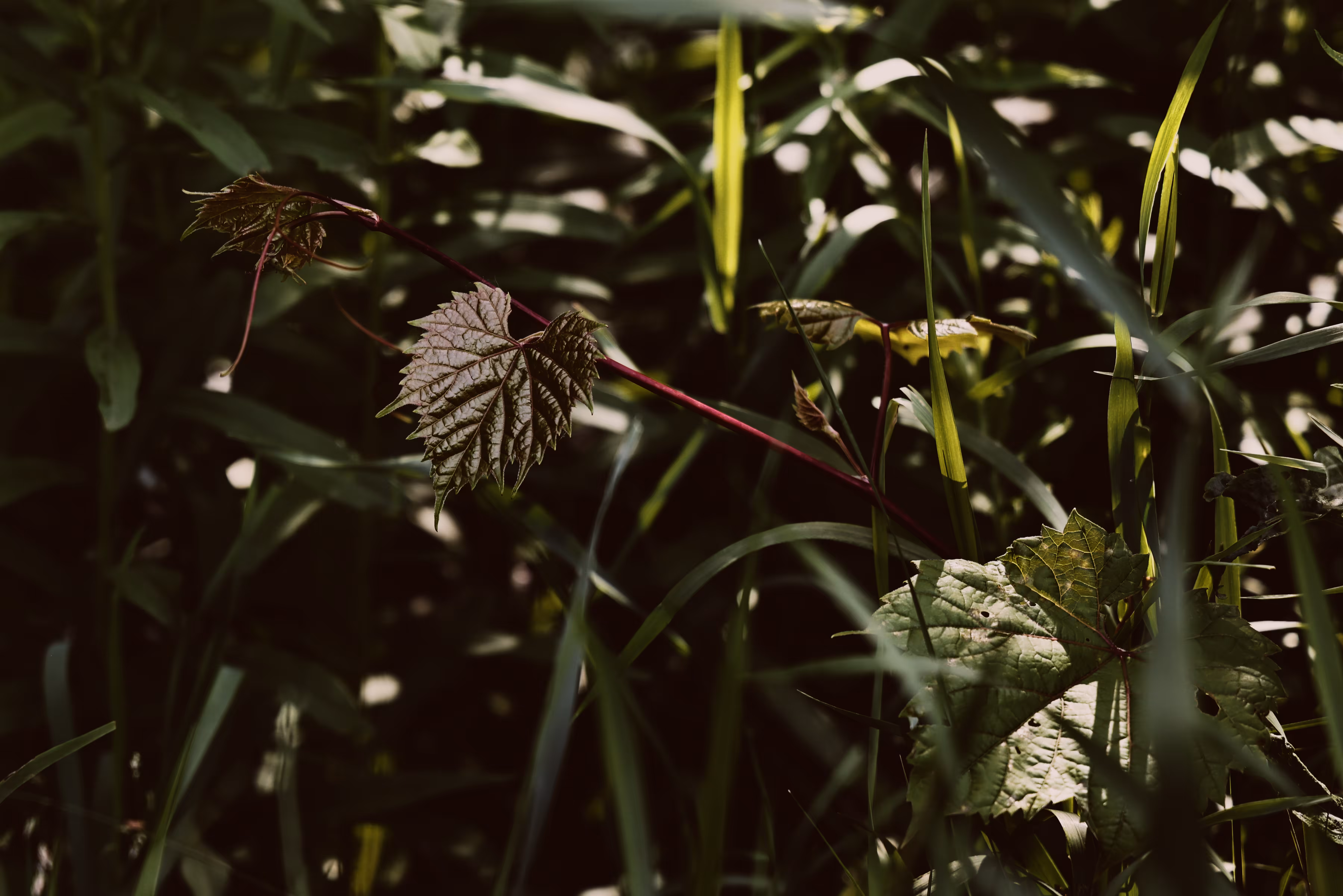 _rev_elation: _weary