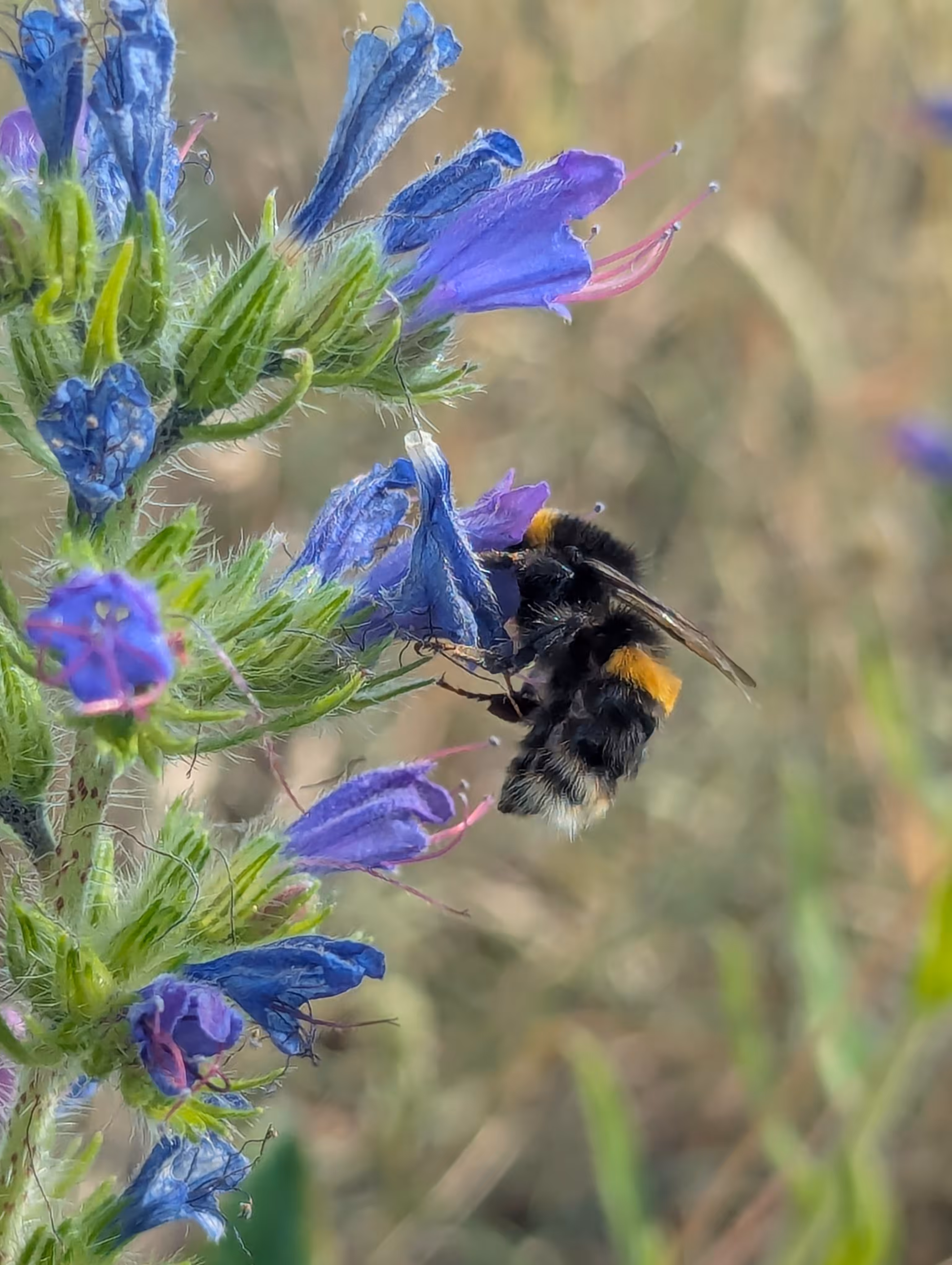 Luke_0x1 Photography : Life's a bee