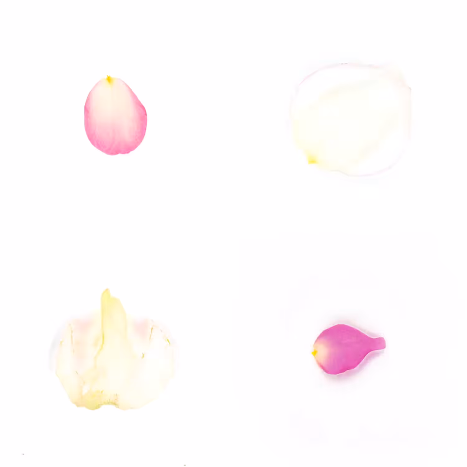 Infinite Petals 2x2#3667