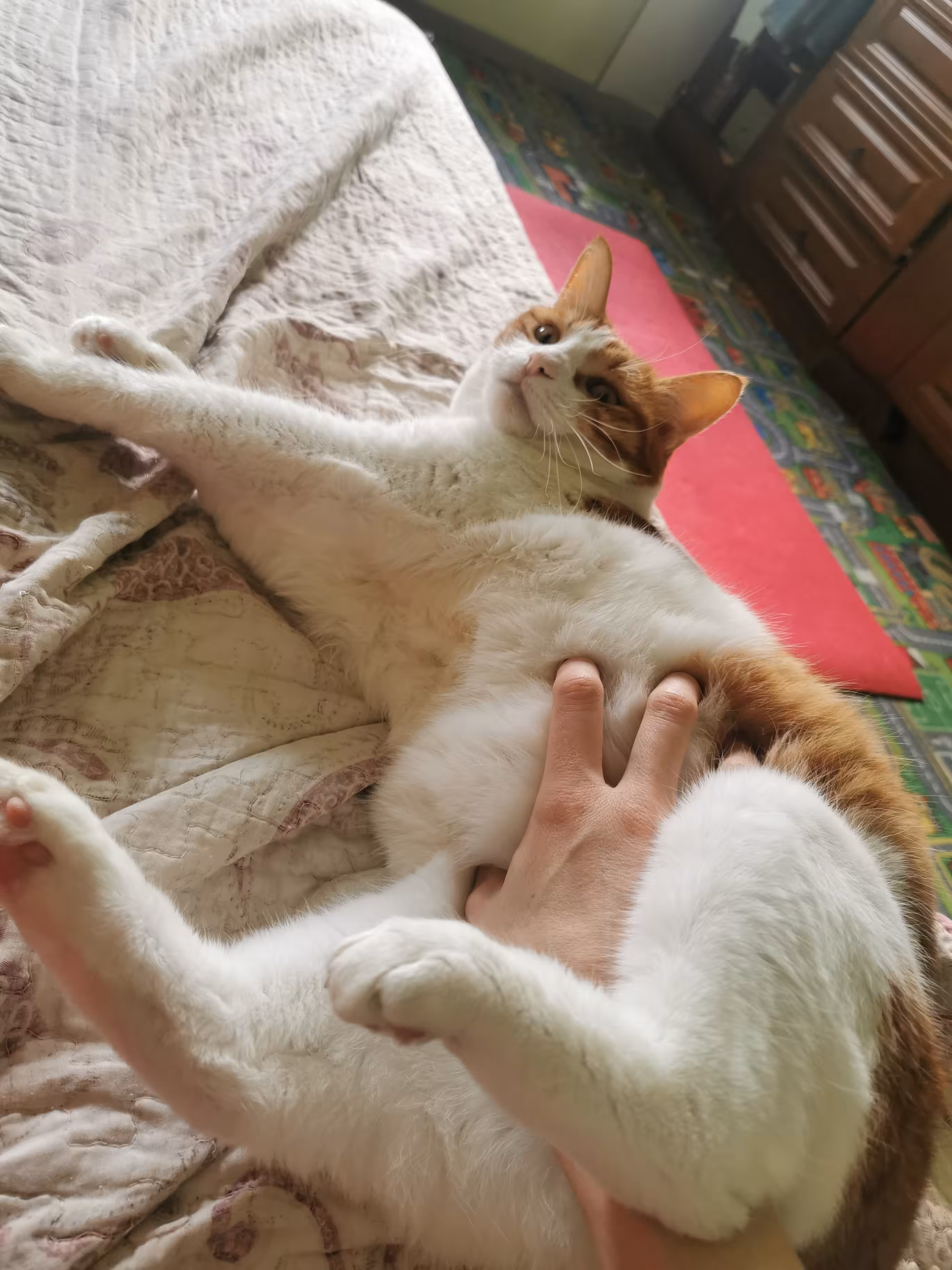 Some cat lay on the bad an recieve the art theraphy from the hand
