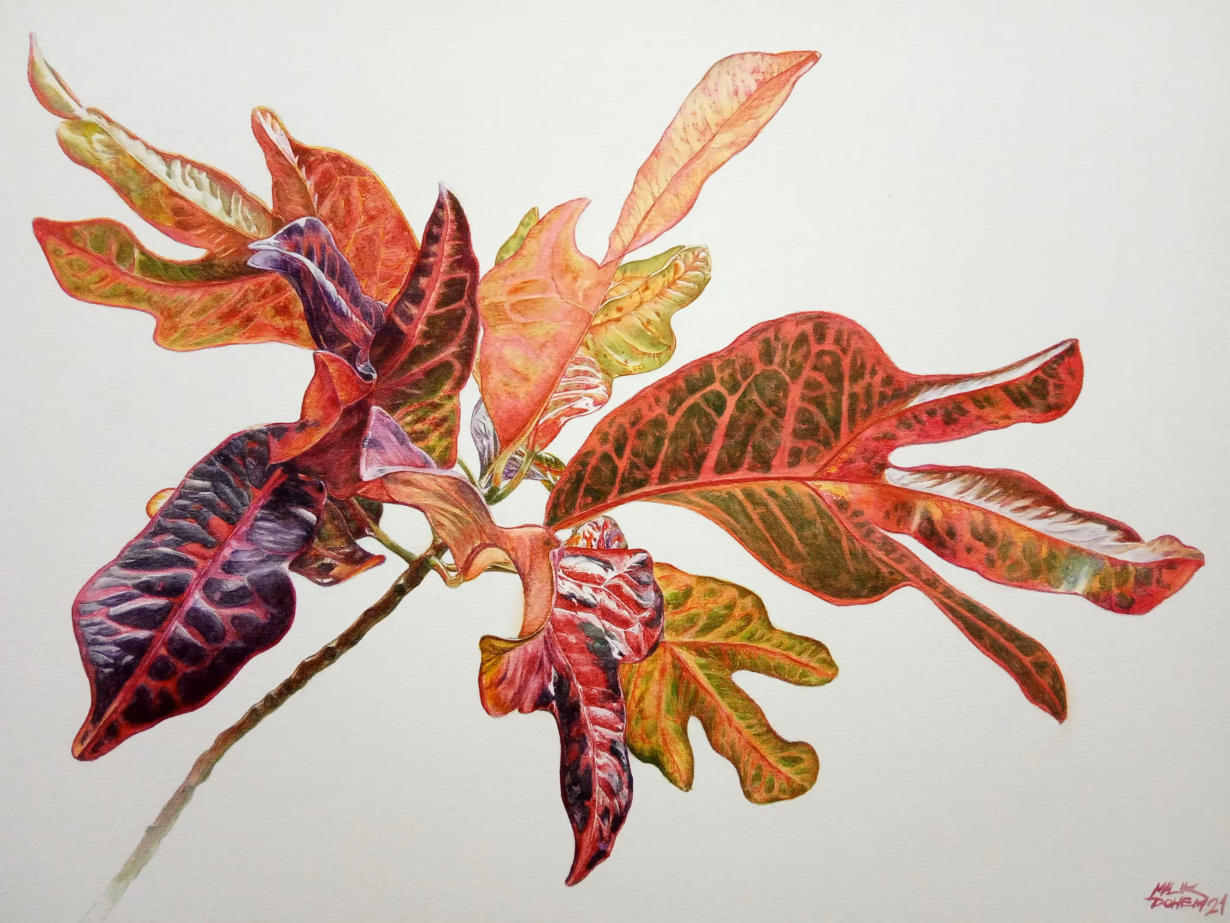 CODIAEUM VARIEGATUM