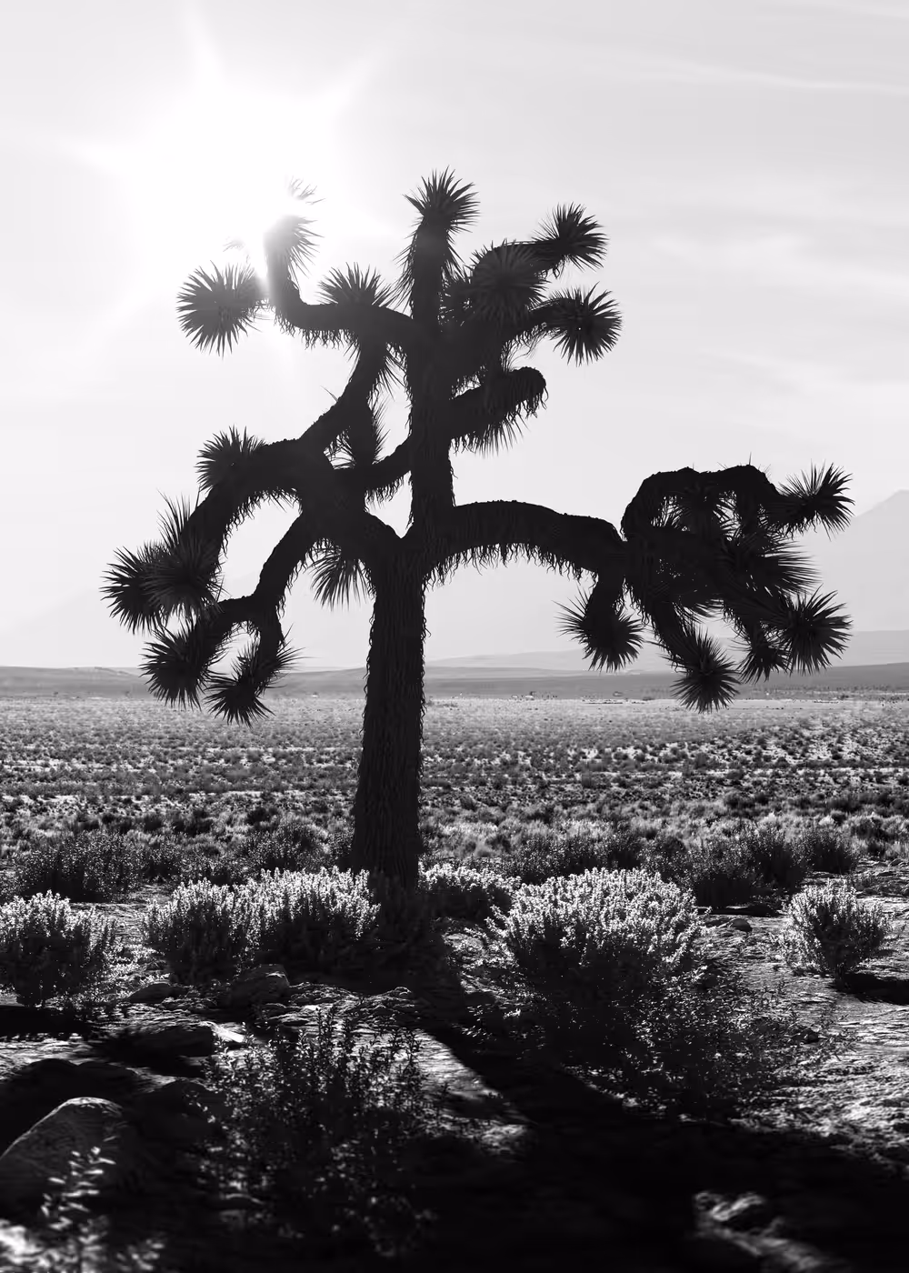 U2 The Joshua Tree #2