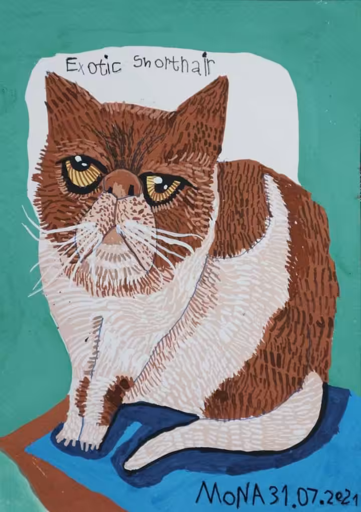 Exotic Shorthair Cat