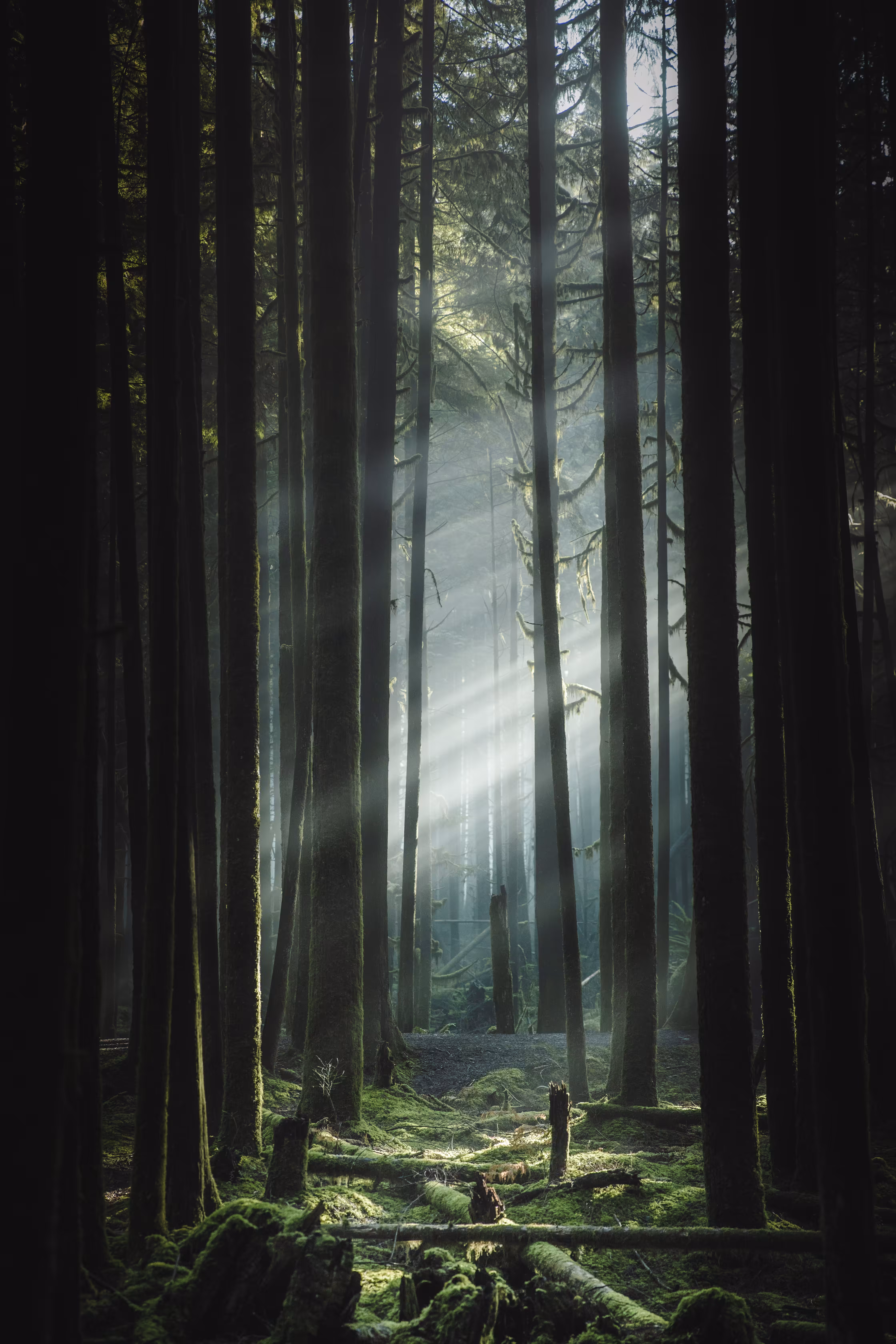 EARTH #3 - Breath of the Woods