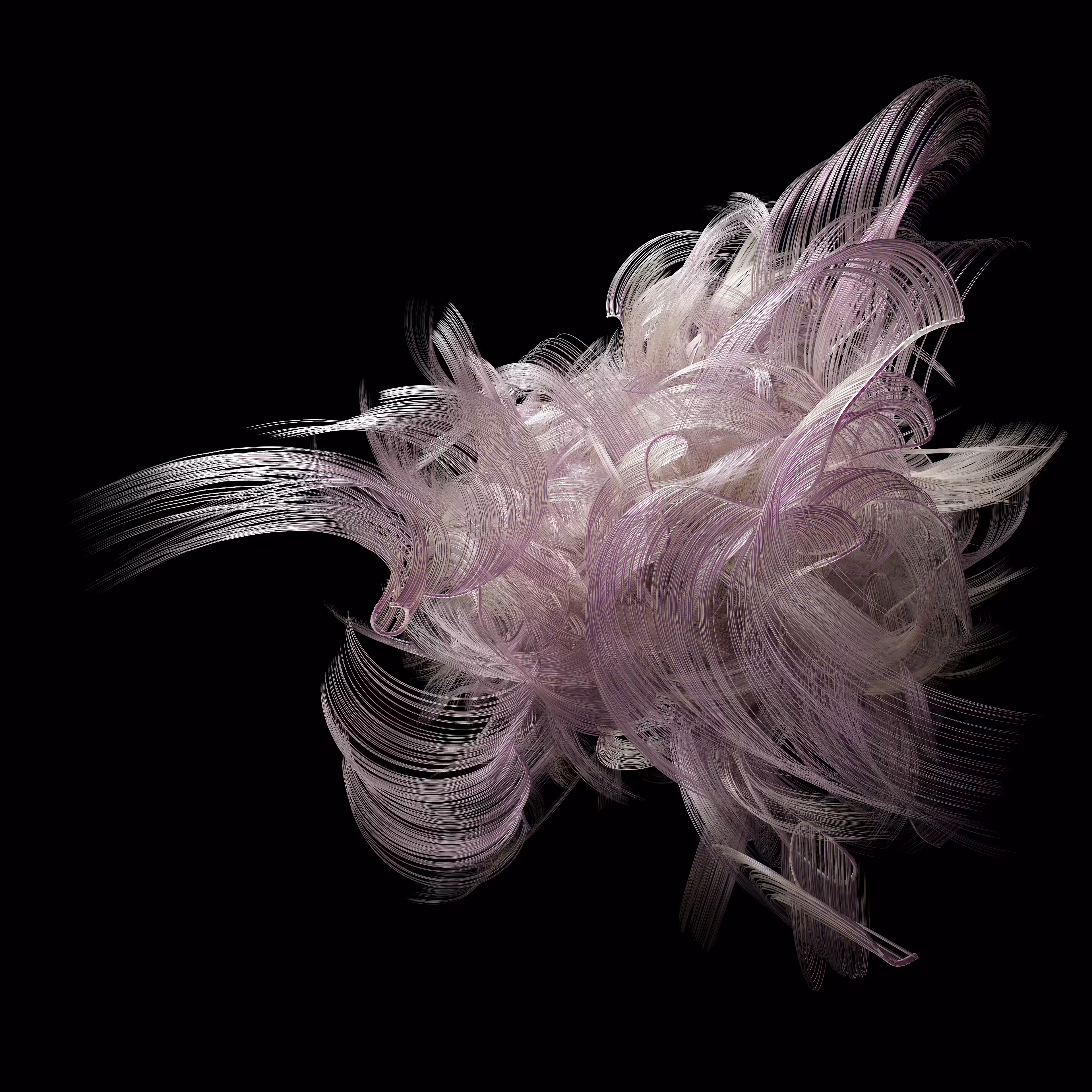 Feathered Curl #1