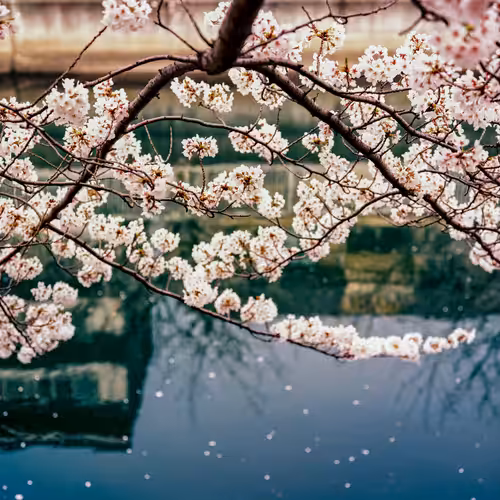 Sakura on the River