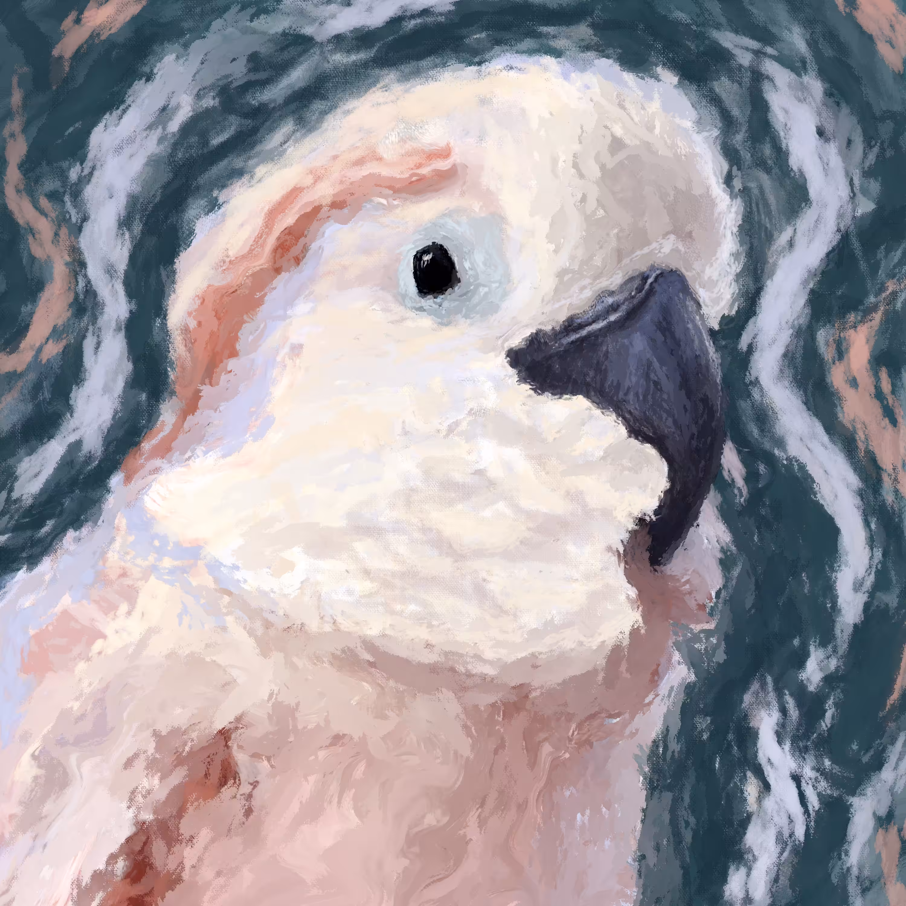 #14 Cacatua moluccensis