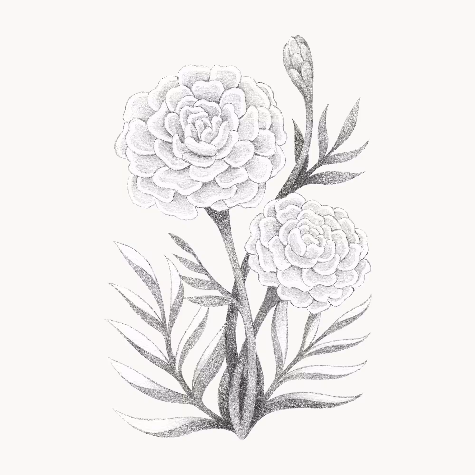 Marigold