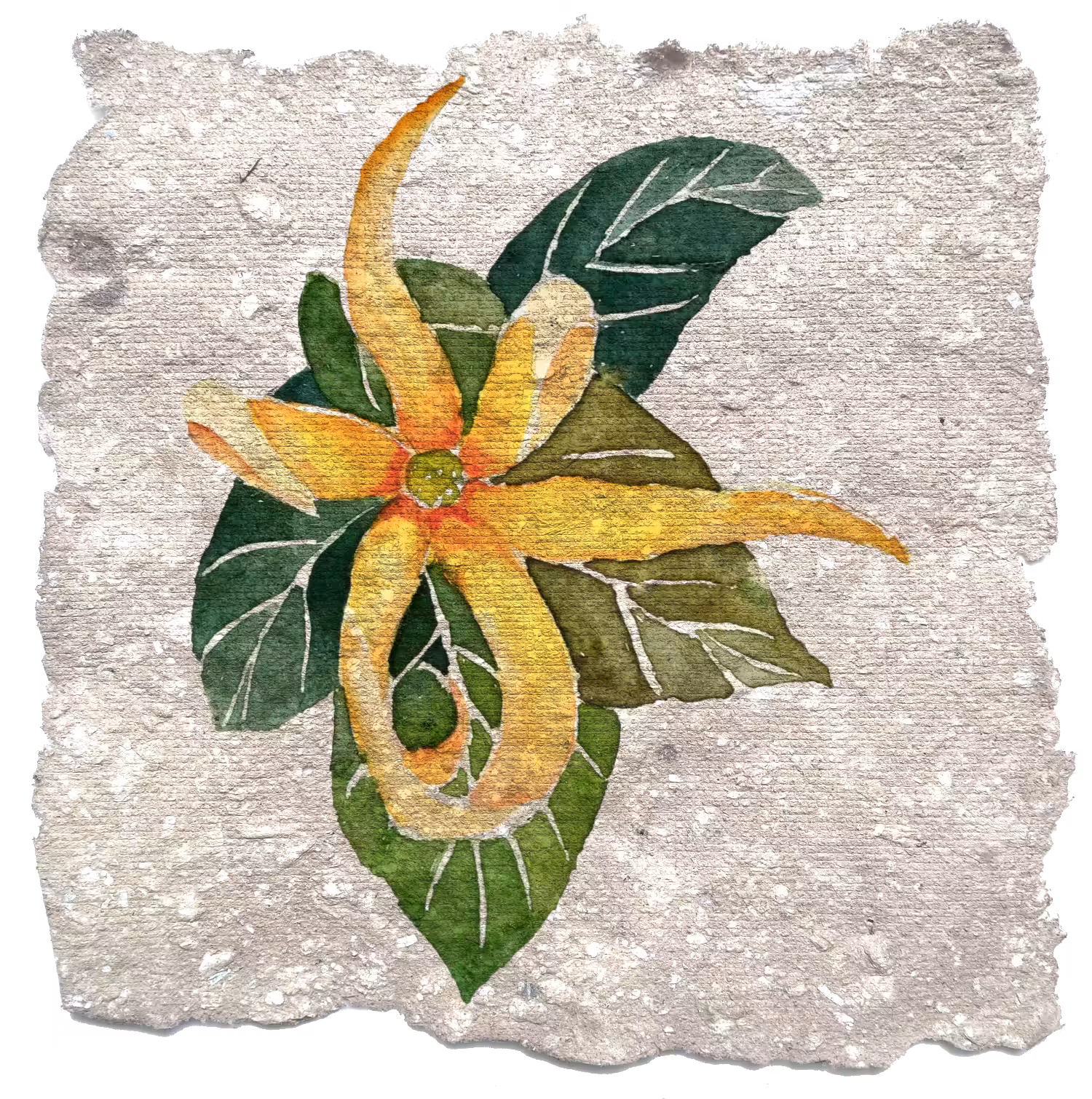 KENANGA