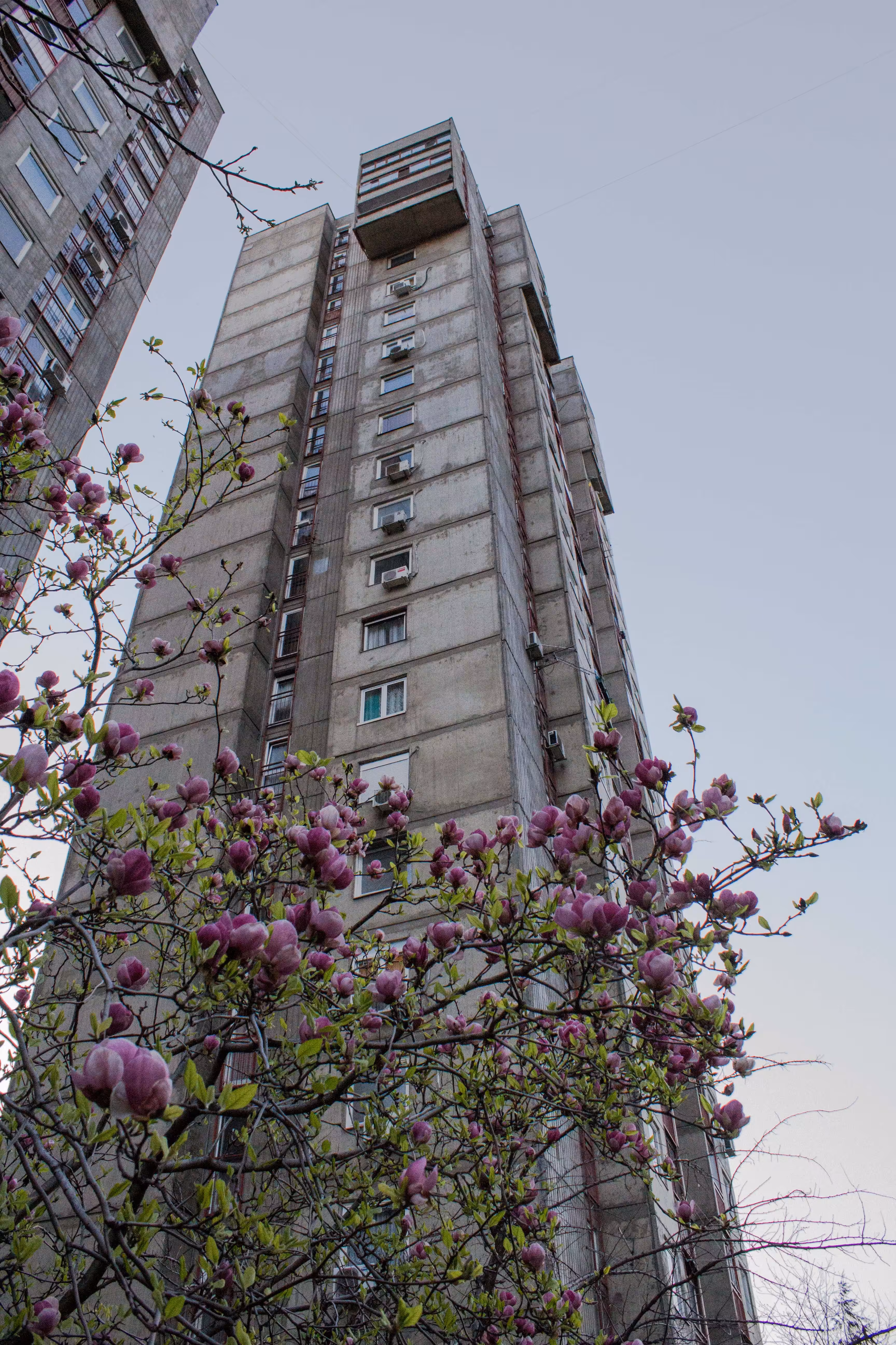 magnolia brutalism