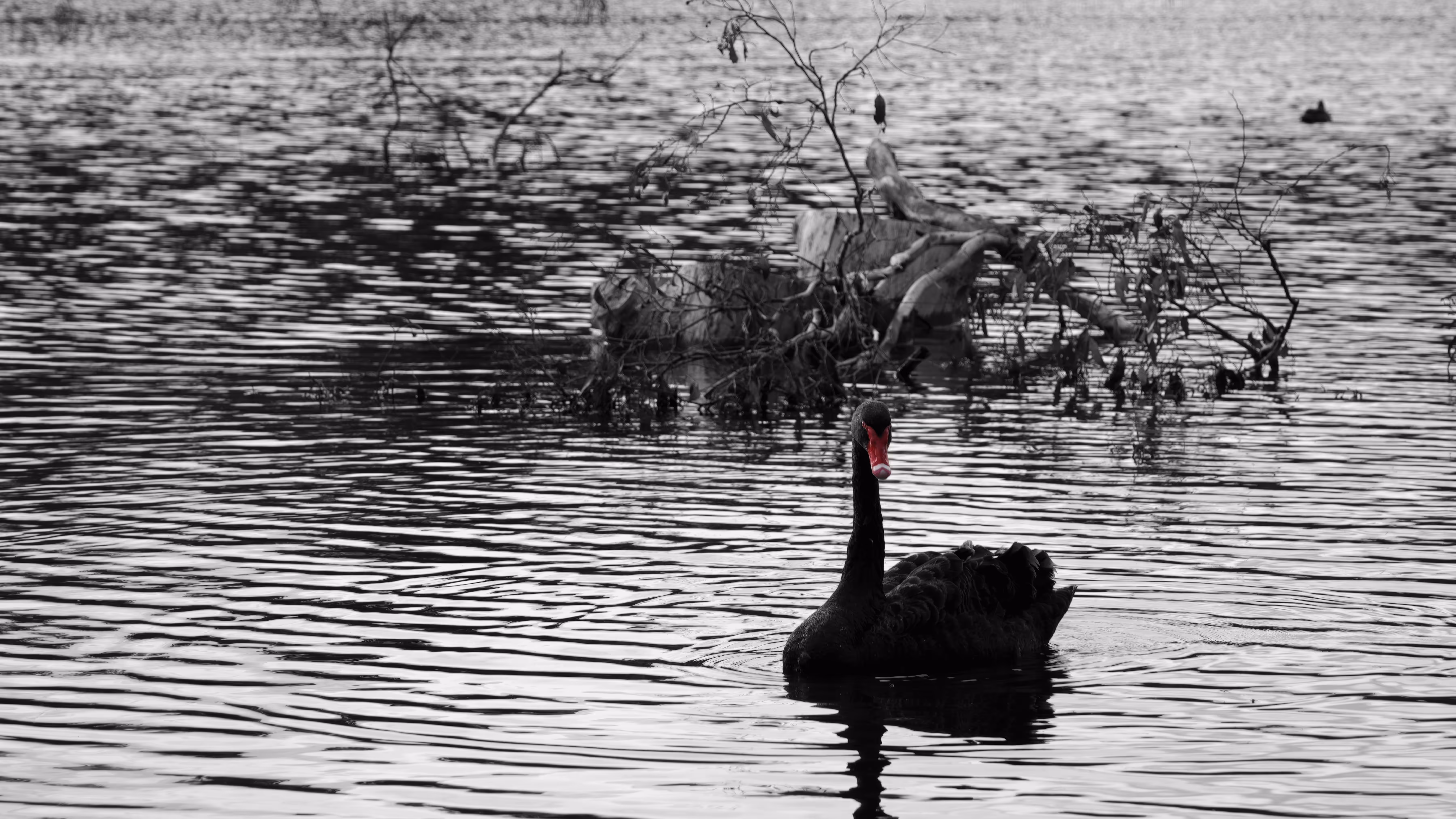 In the Grey, I Found a Voice