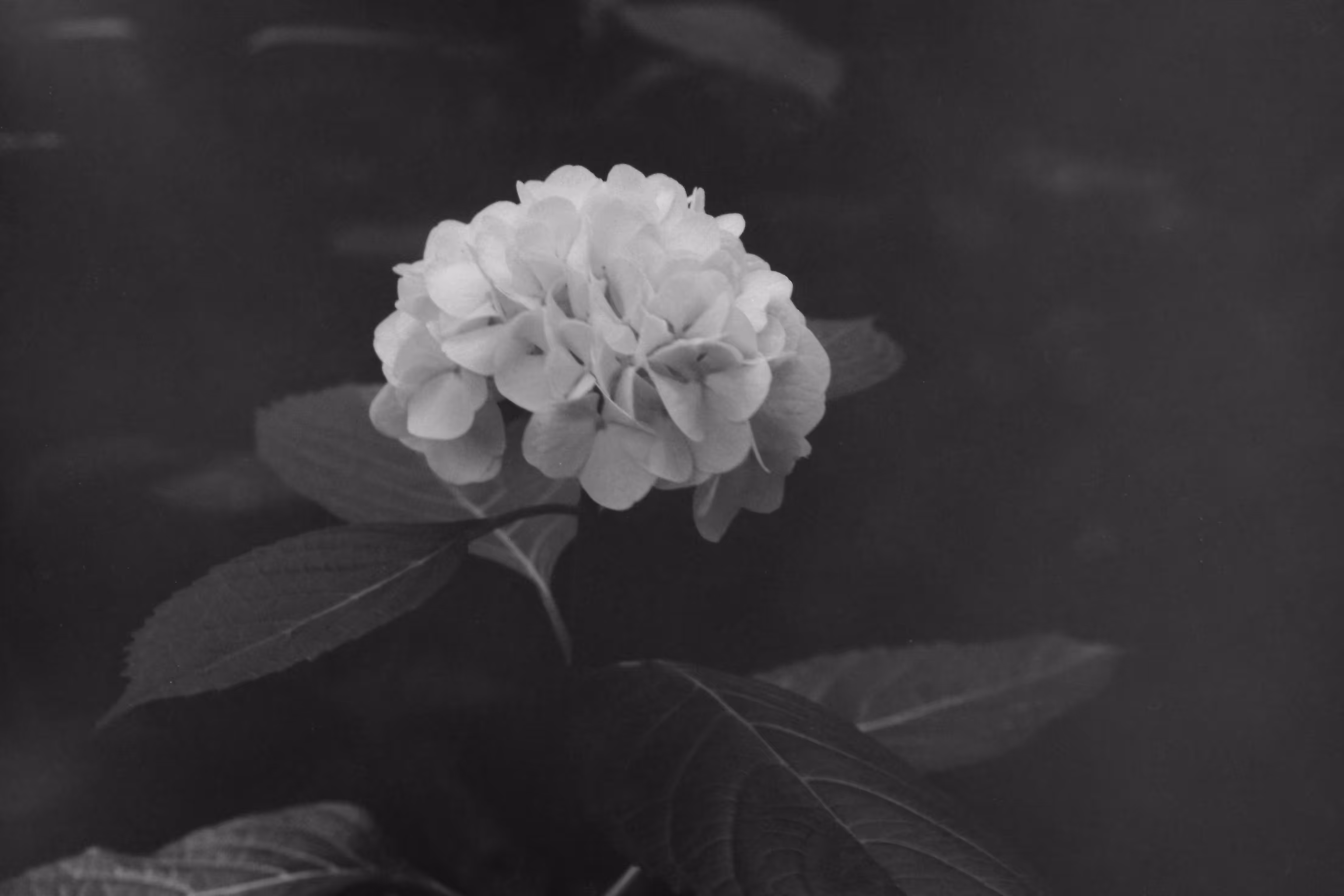 Heaven Series: The World of Film - Beautiful World