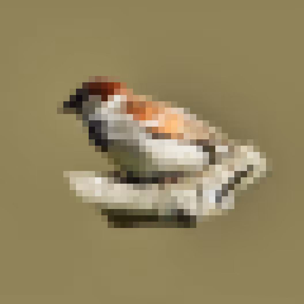 PixlBird #020