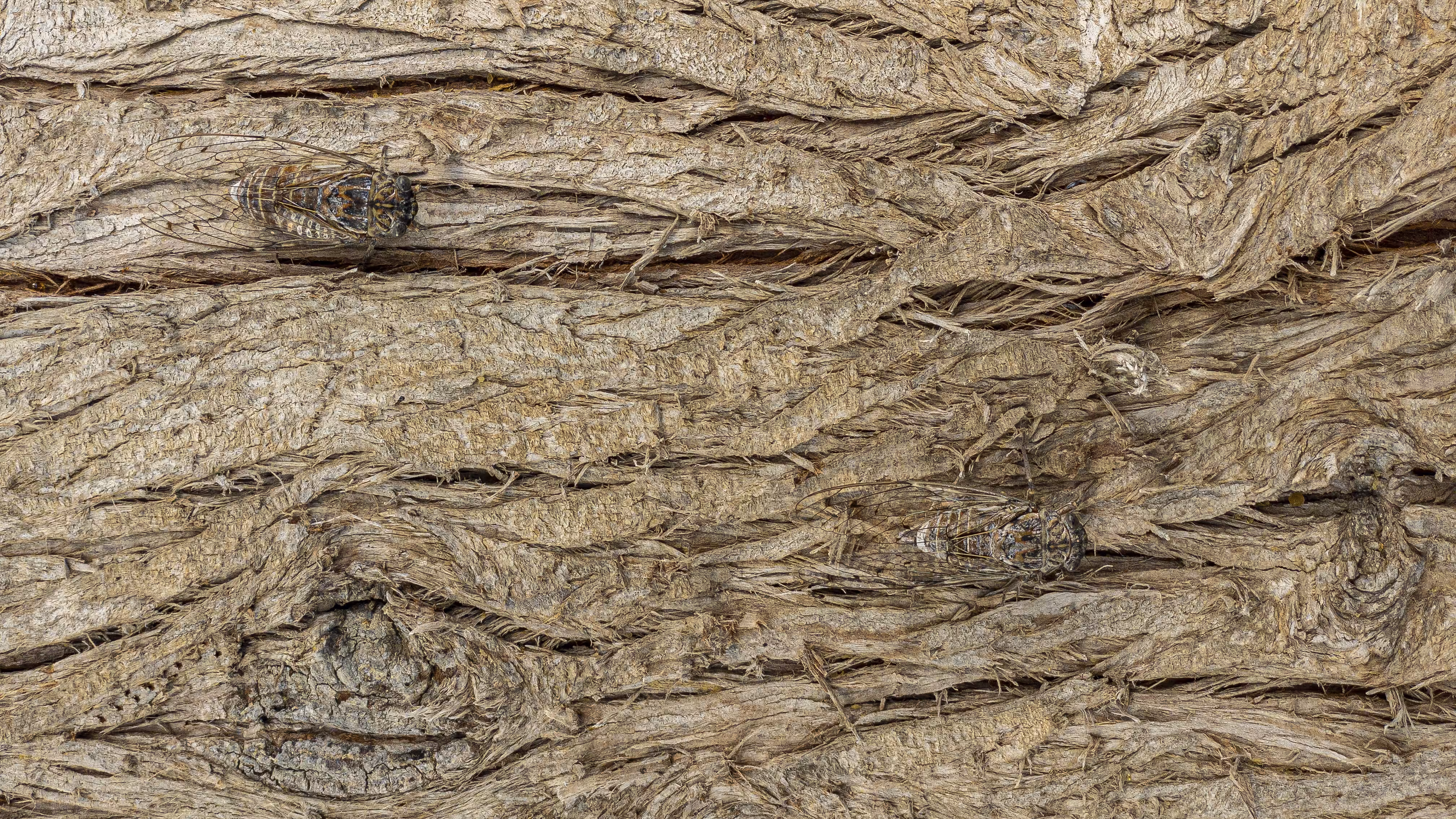 Nature Signatures: Octavus