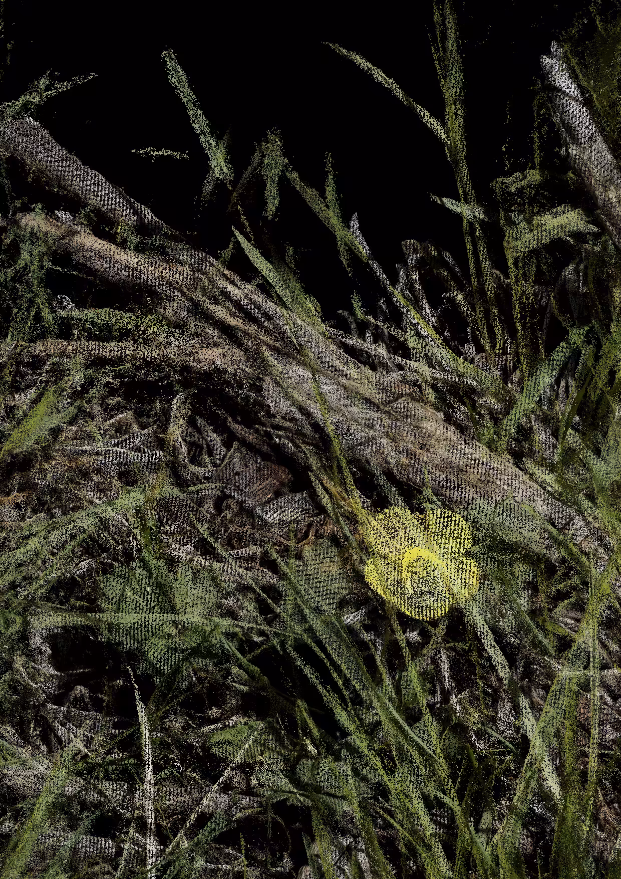 Overgrowth 0215