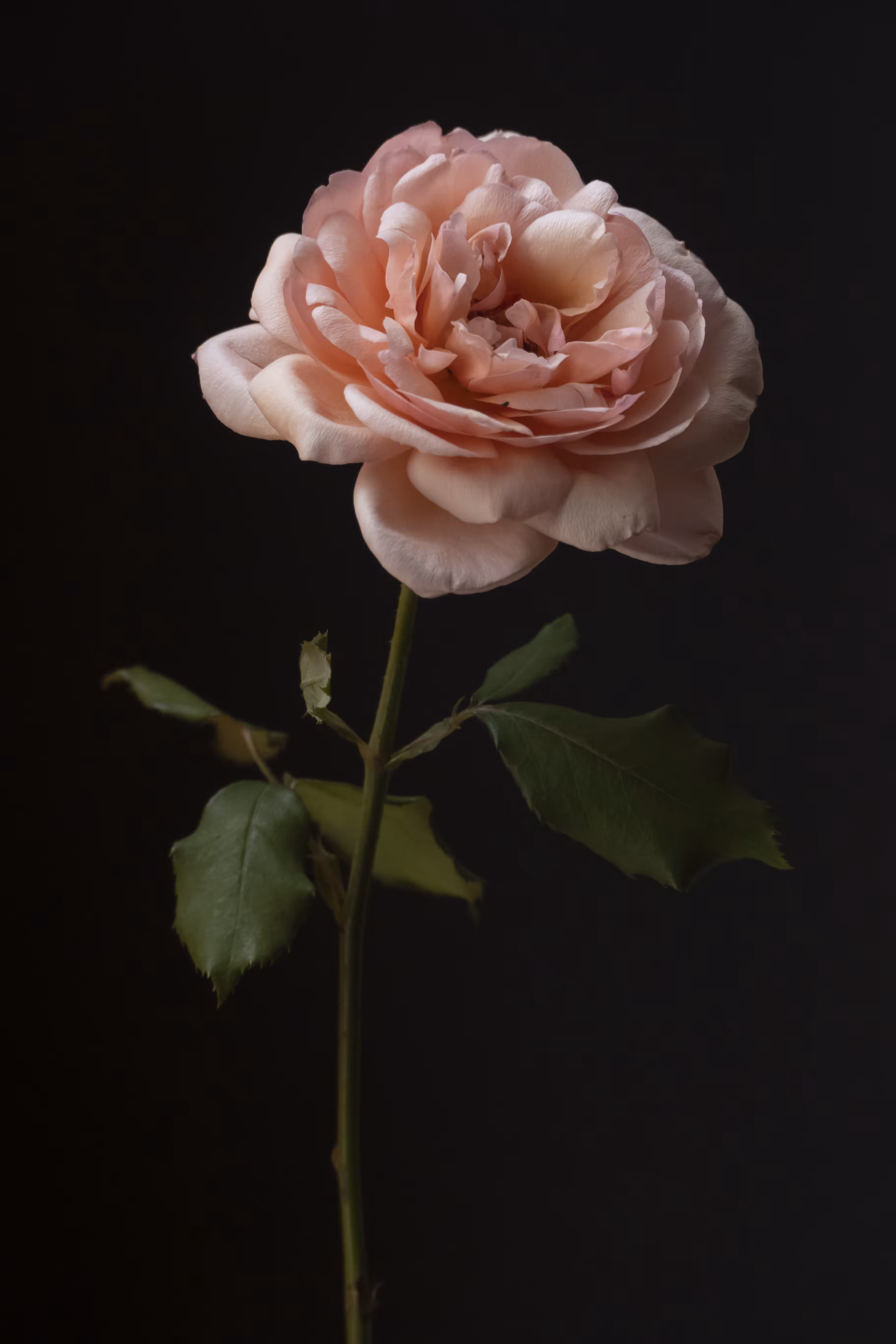 French Flowers #6
