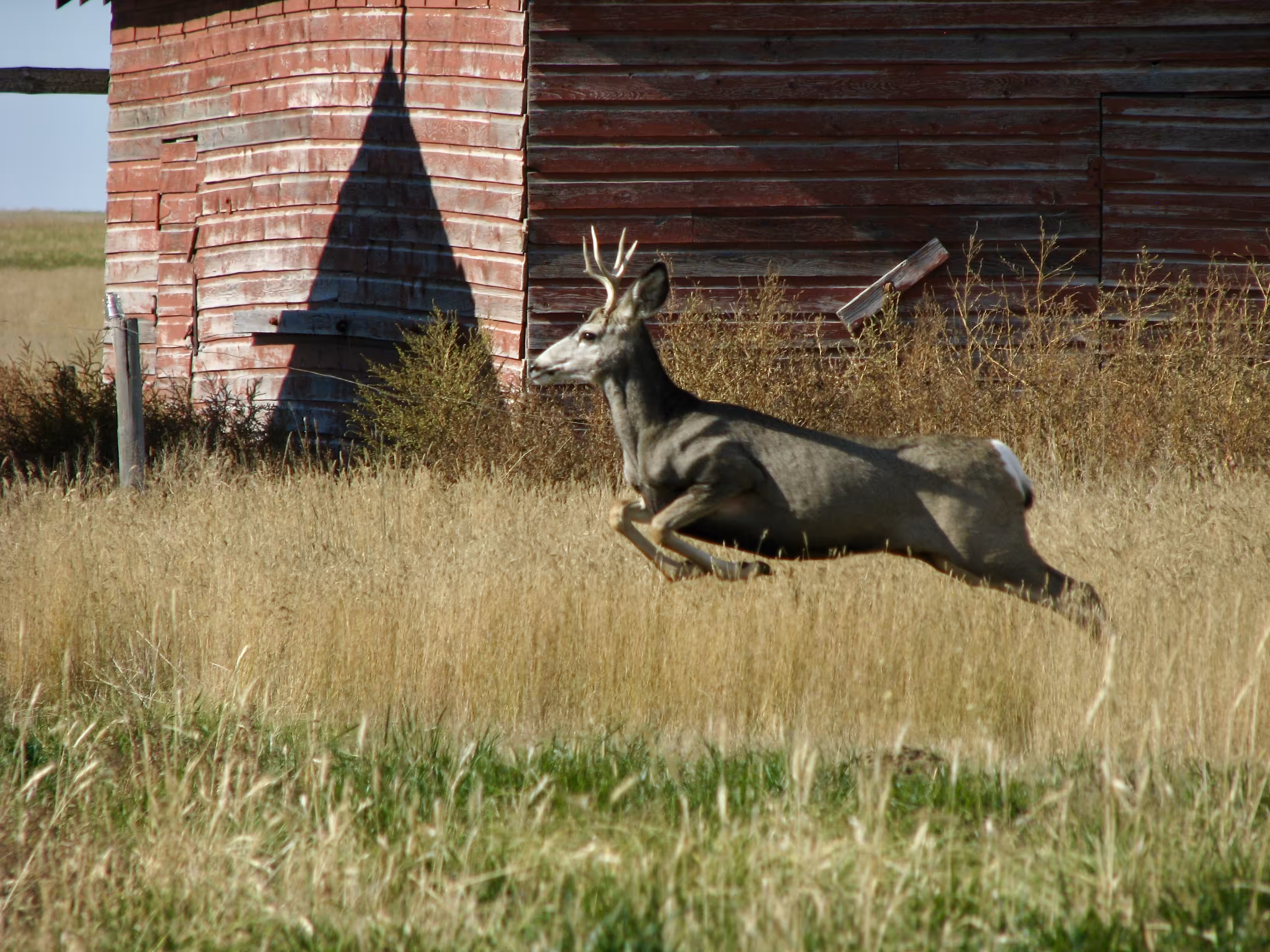 Autumn Flight