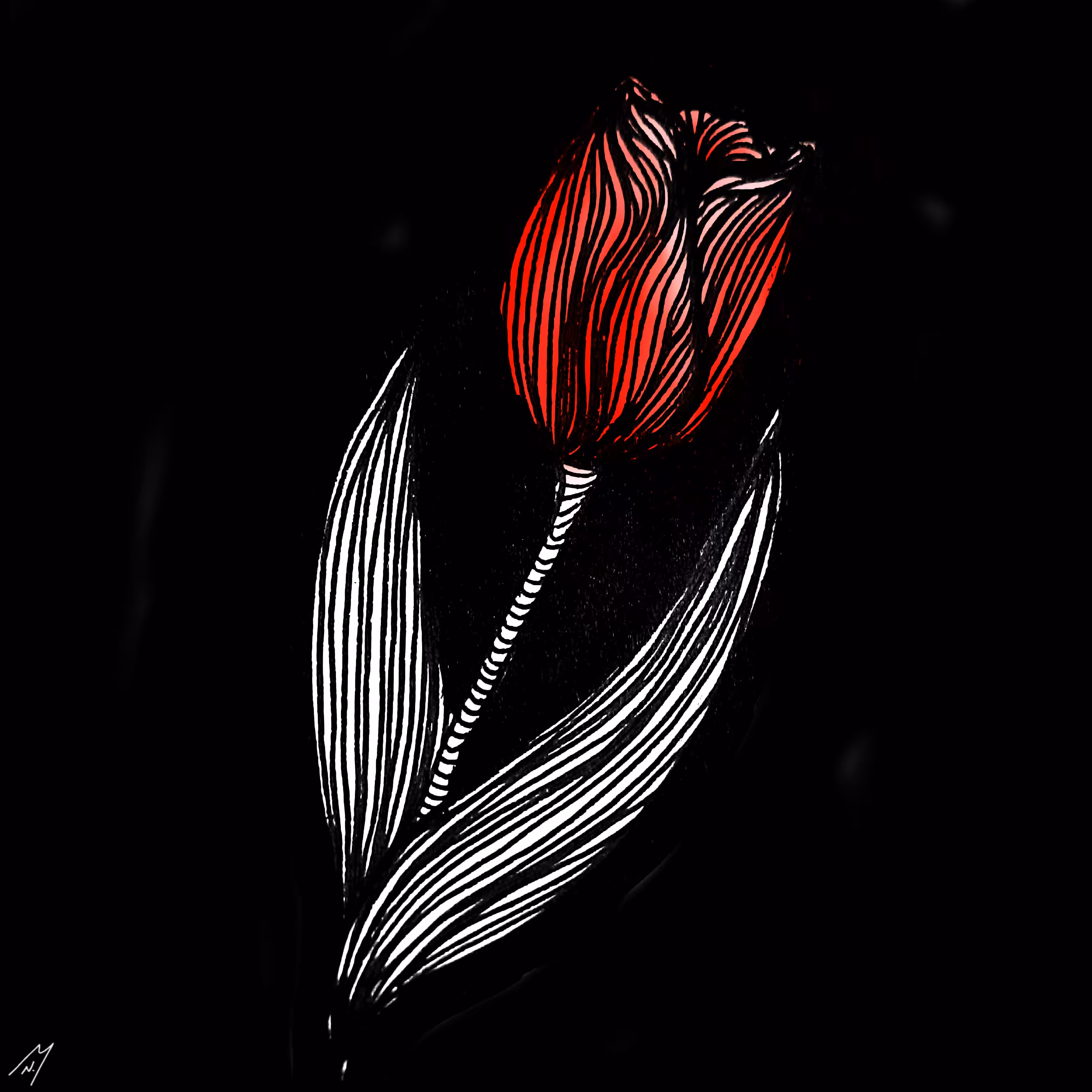 Lovely Tulip