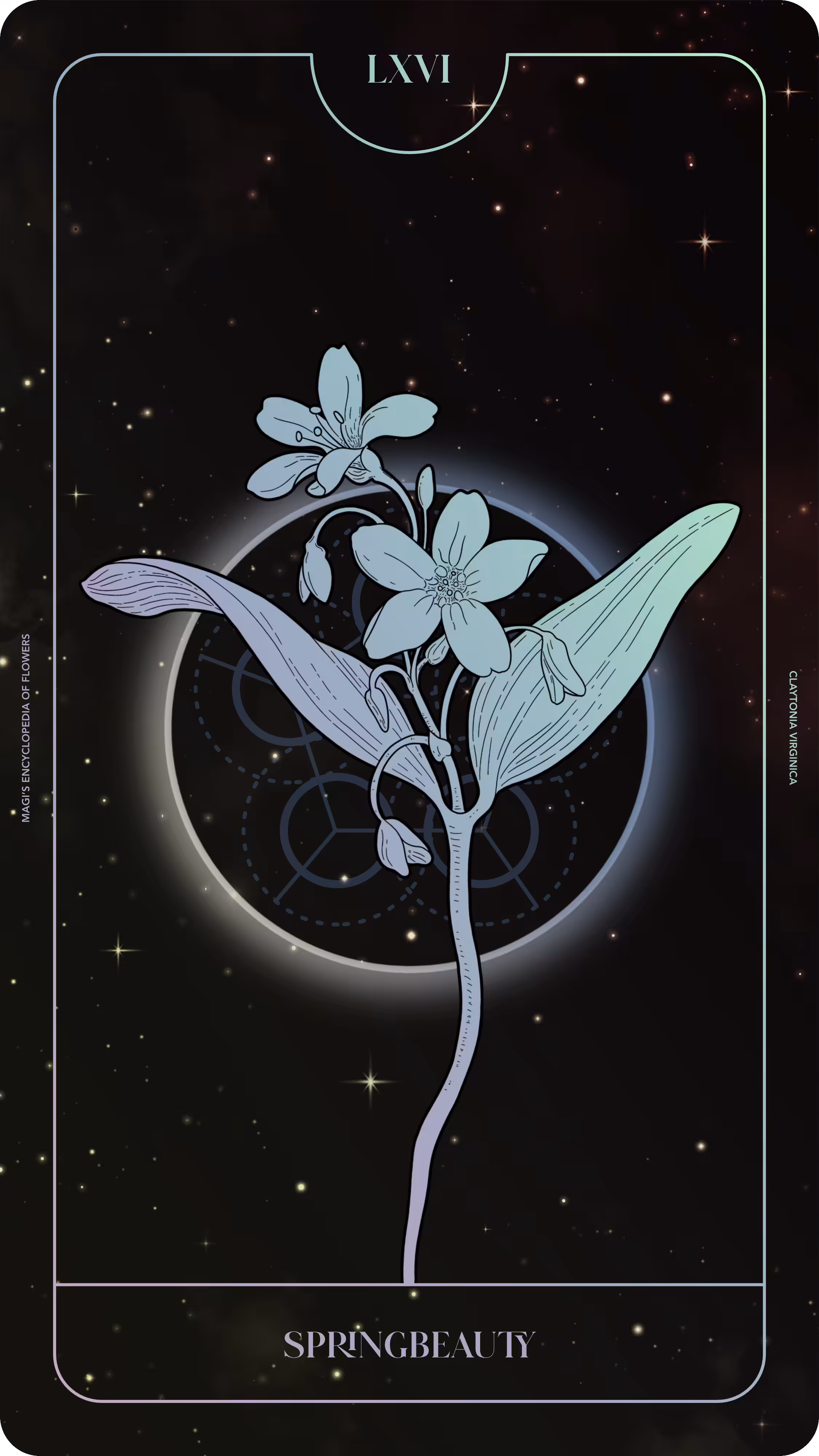 Magi's Encyclopedia of Flowers: 066 Springbeauty