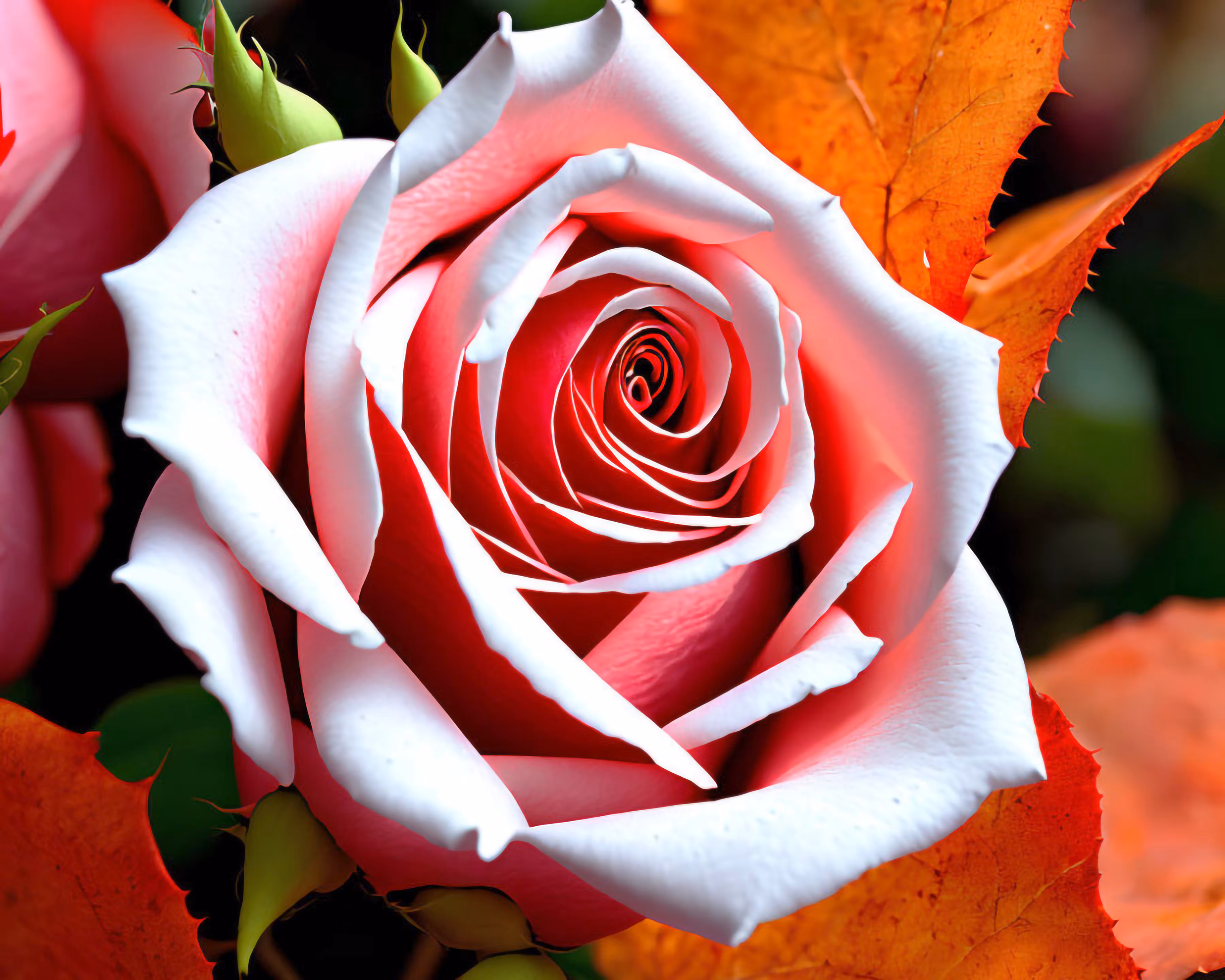 Pink Rose with Orange Leaves